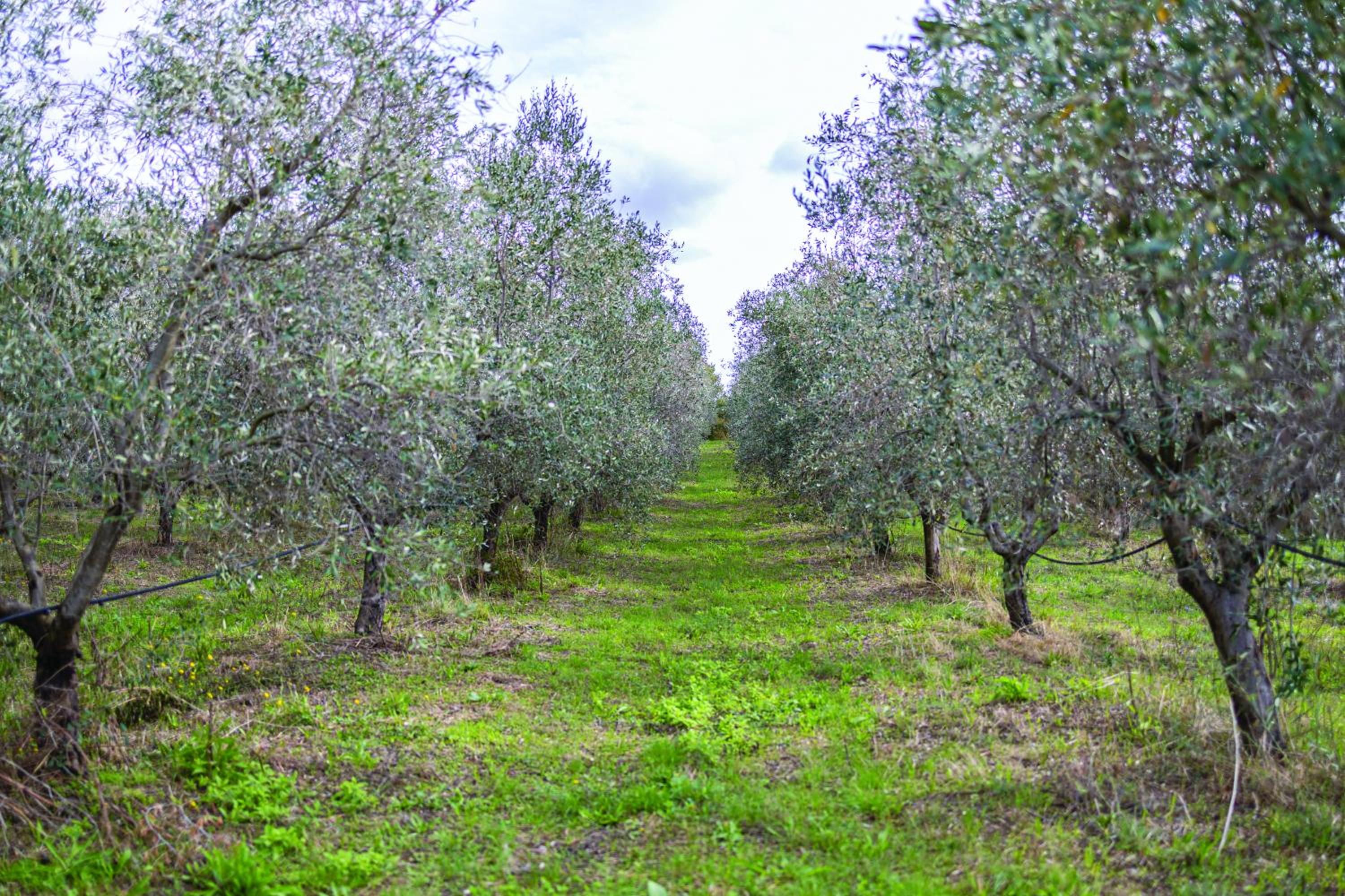 Agriturismo La Petrosa