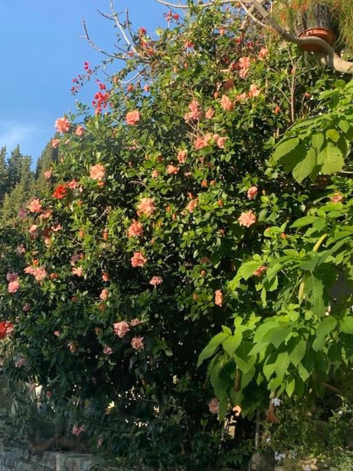 BugenVilla - South Corfu house - Property Image 21