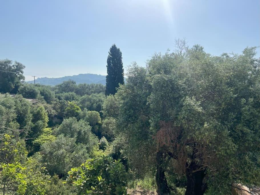 BugenVilla - South Corfu house - Property Image 5