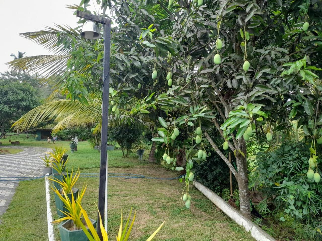 Photo 21