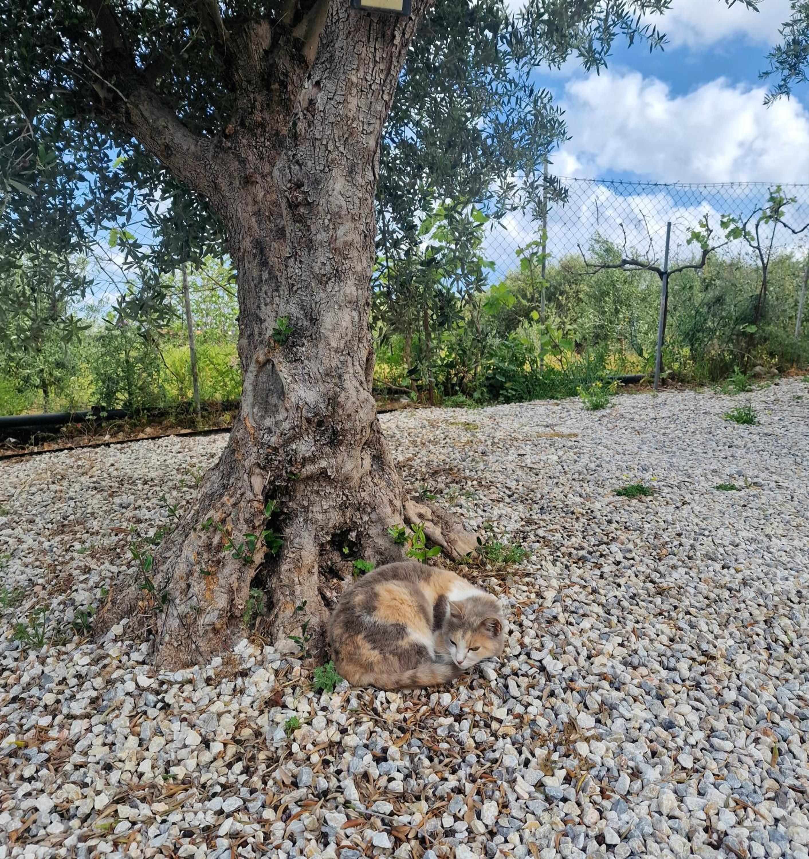 Olive Grove Apartment