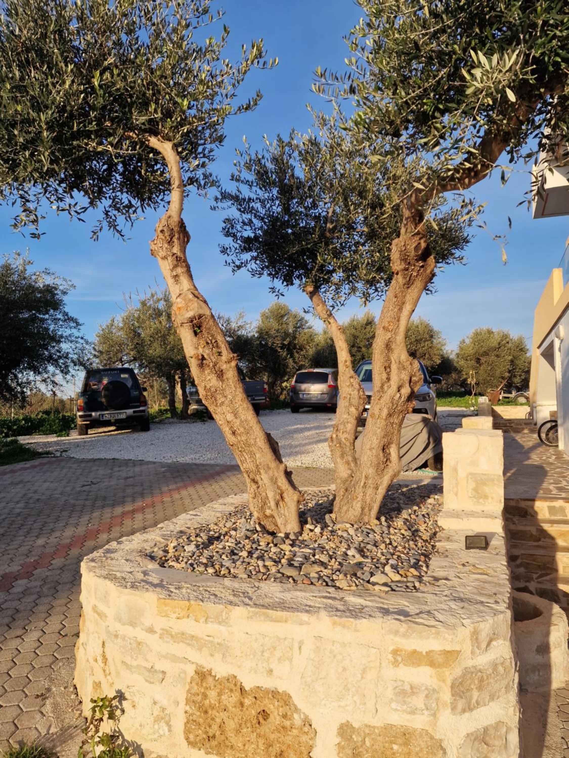 Olive Grove Apartment