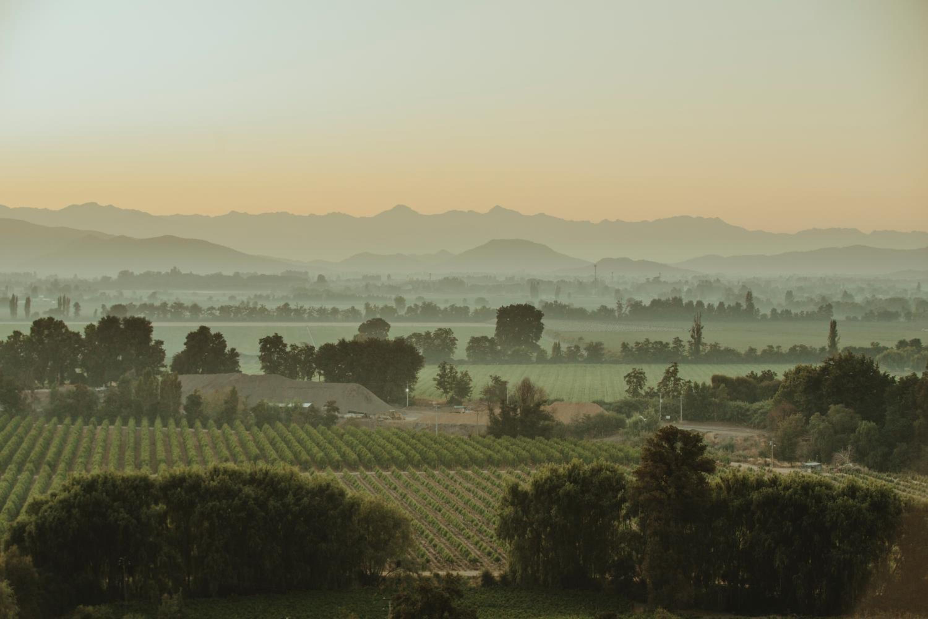 Palcos de Apalta