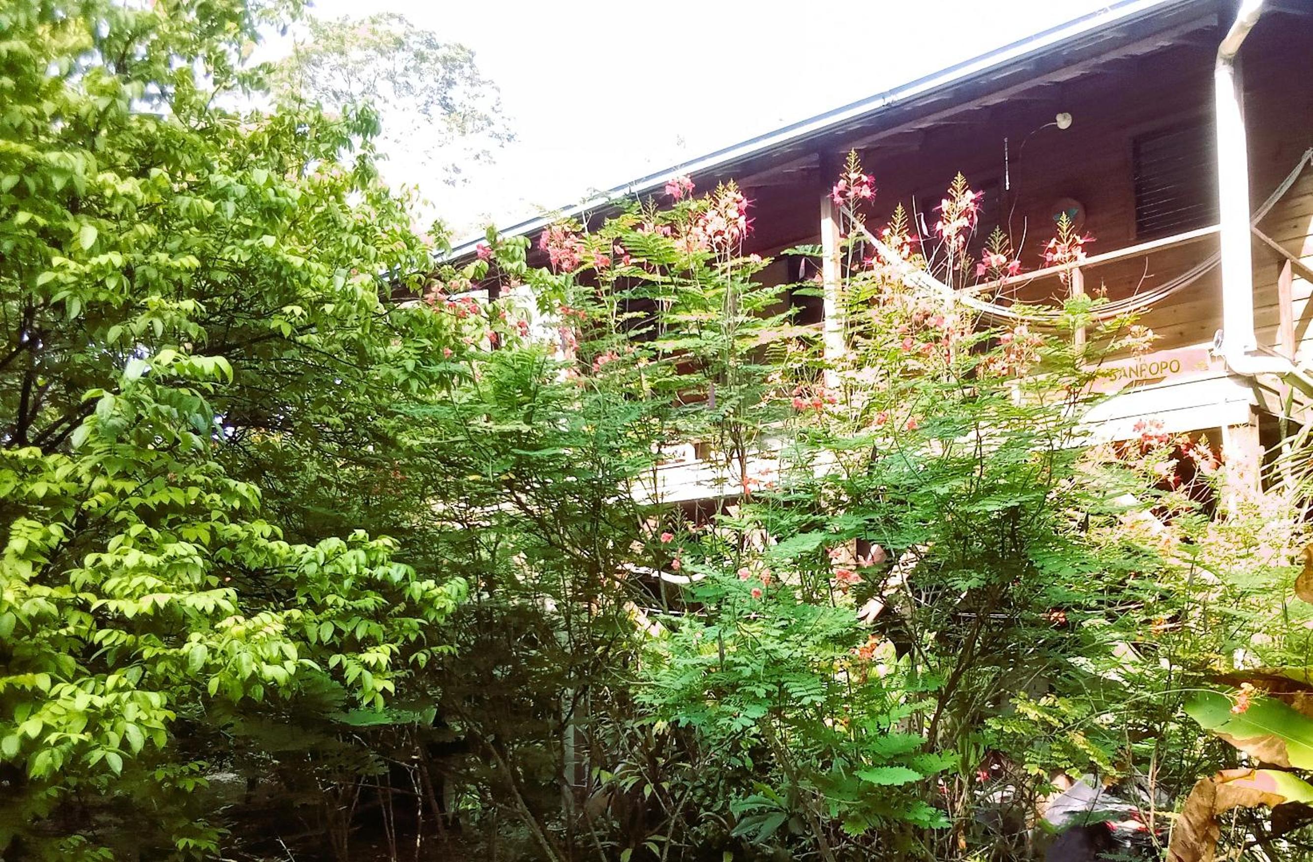 Tree Top Tropical Oasis in San Ignacio - Your Home Away from Home in The Trees