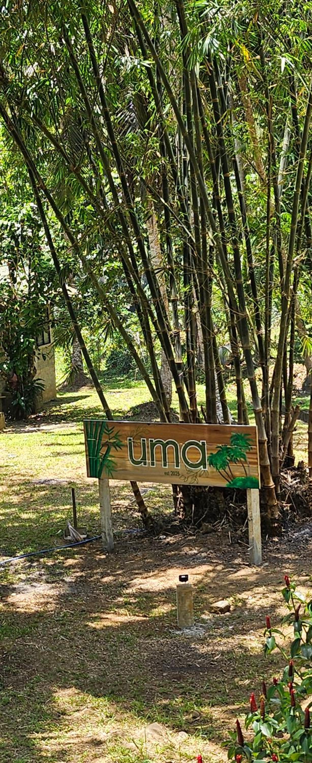 UMA