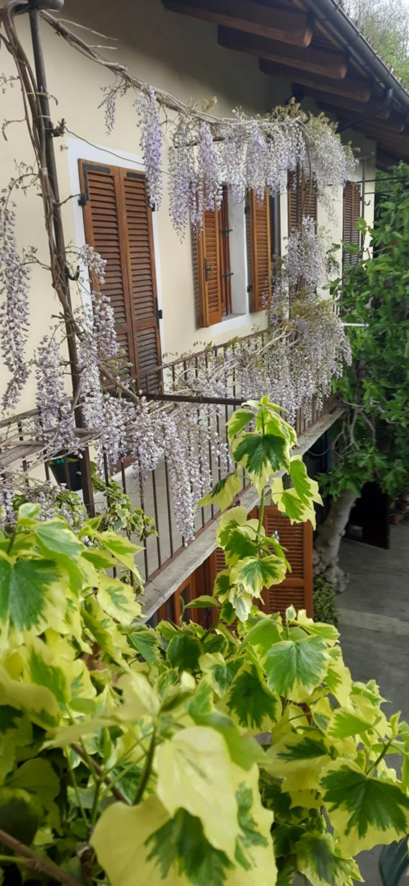Il Giardino del Gallo view 5