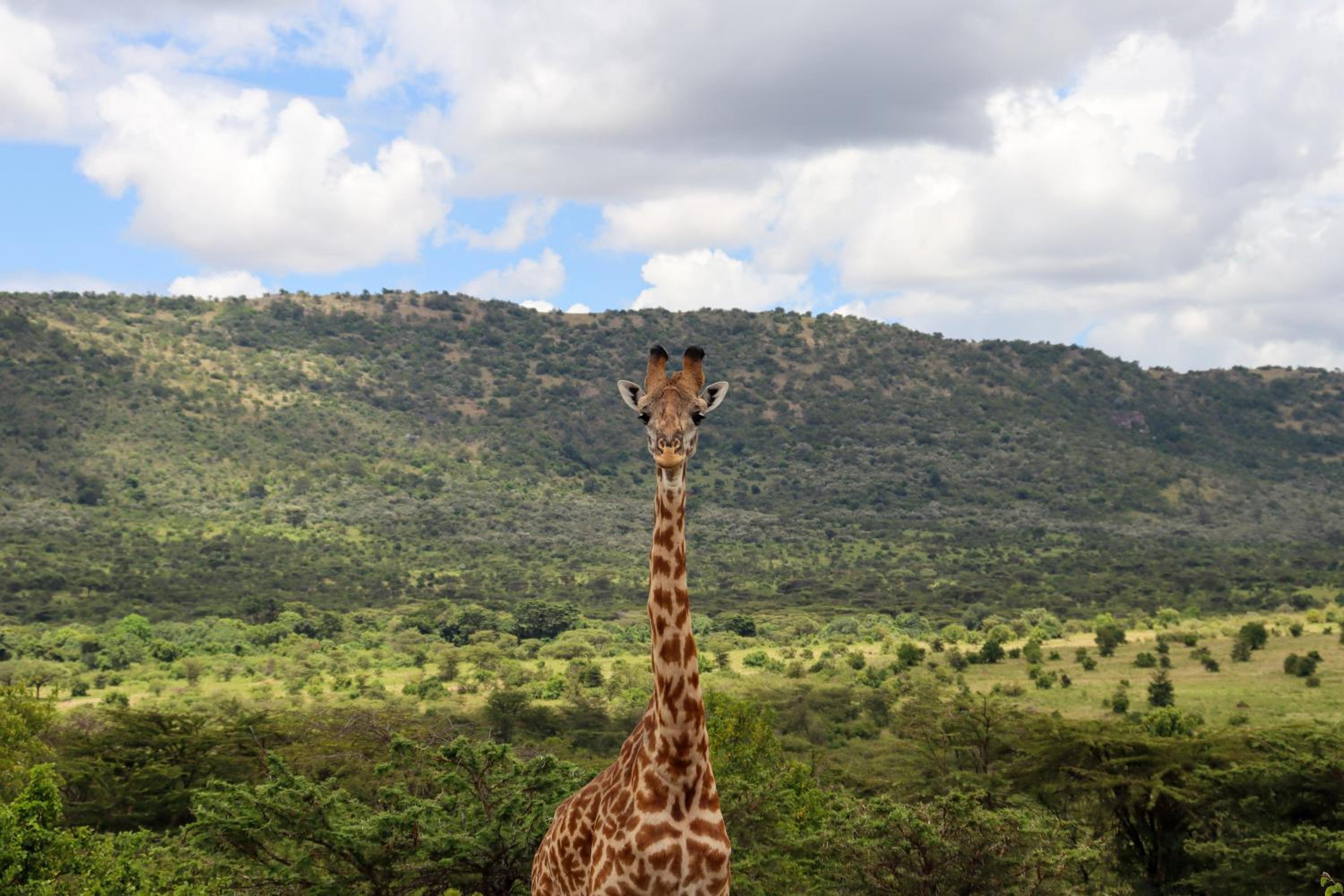 Masai Mara Vacations - Orng'atuny Mara King Camp - Property Image 6