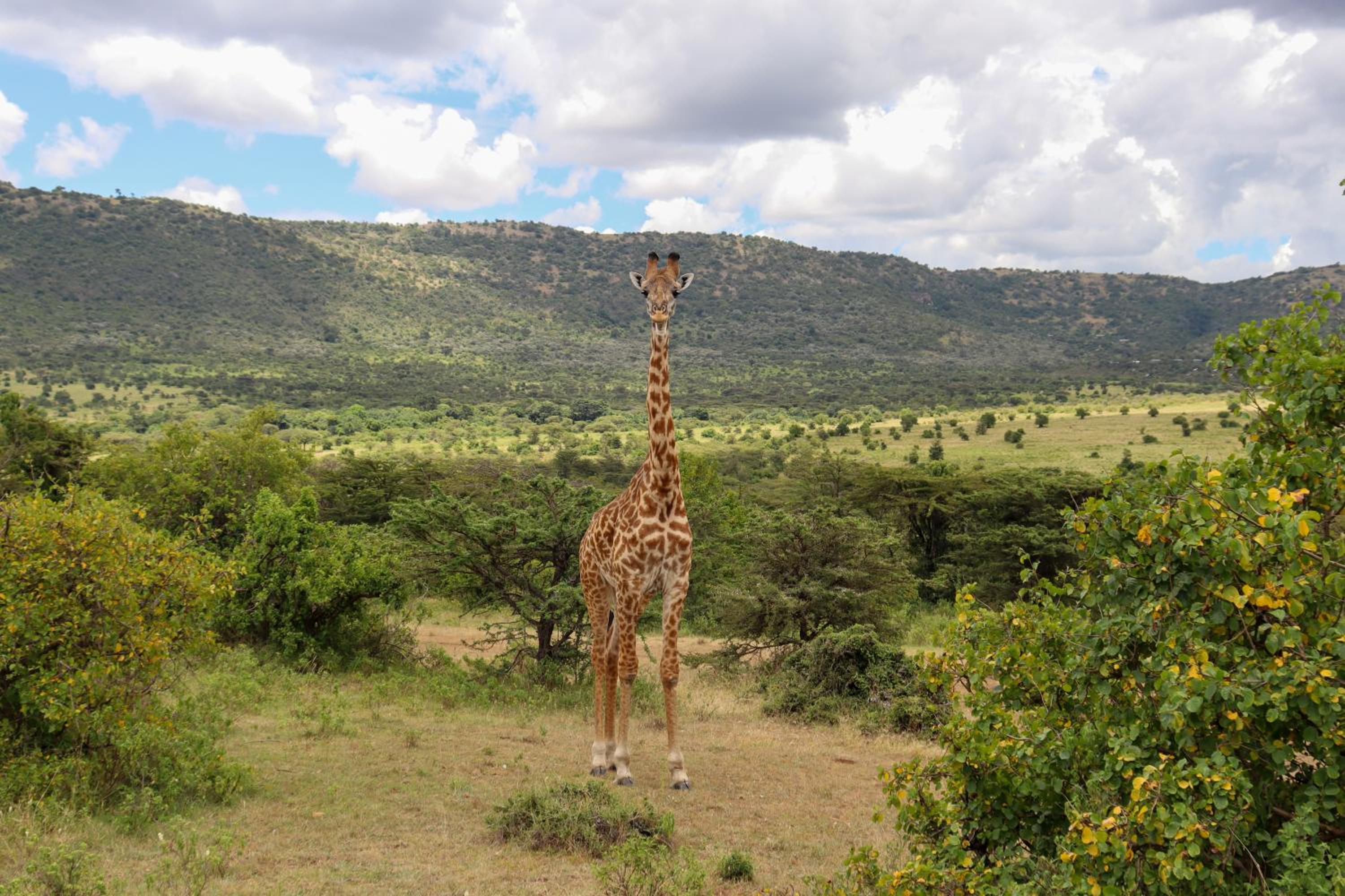 Masai Mara Vacations - Orng'atuny Mara King Camp - Property Image 1