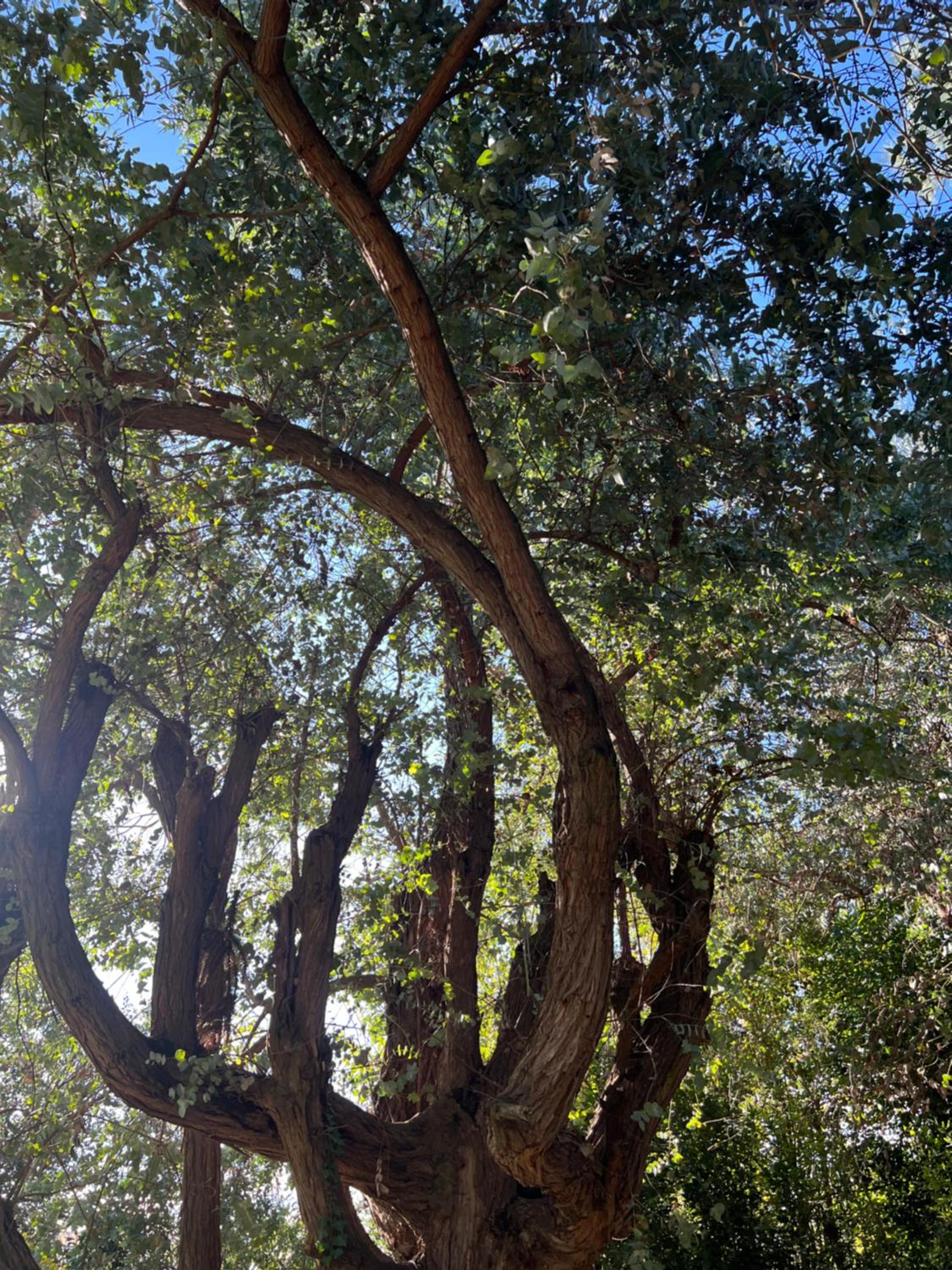 Araucarias Cabañas y Departamentos