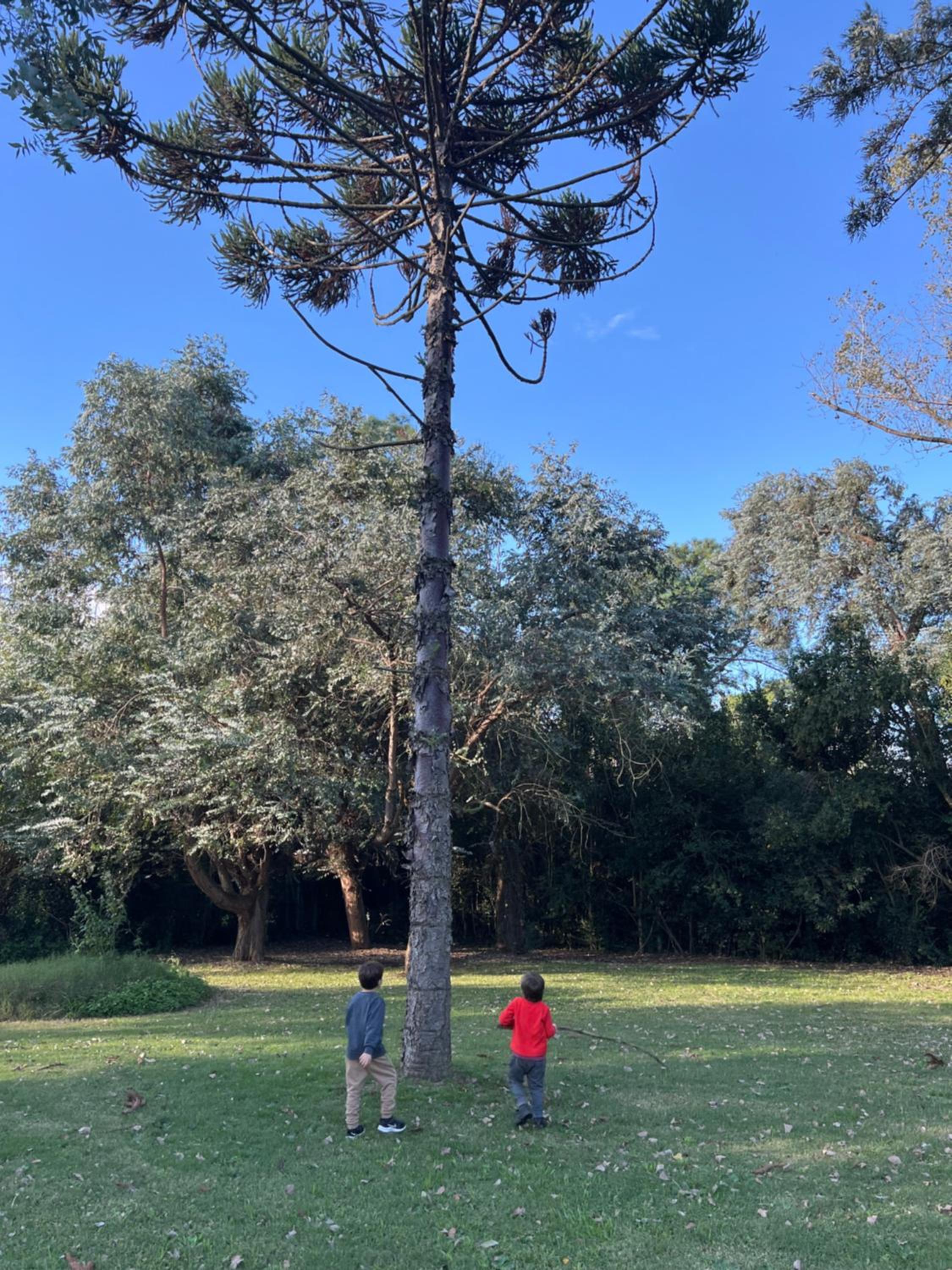 Araucarias Cabañas y Departamentos