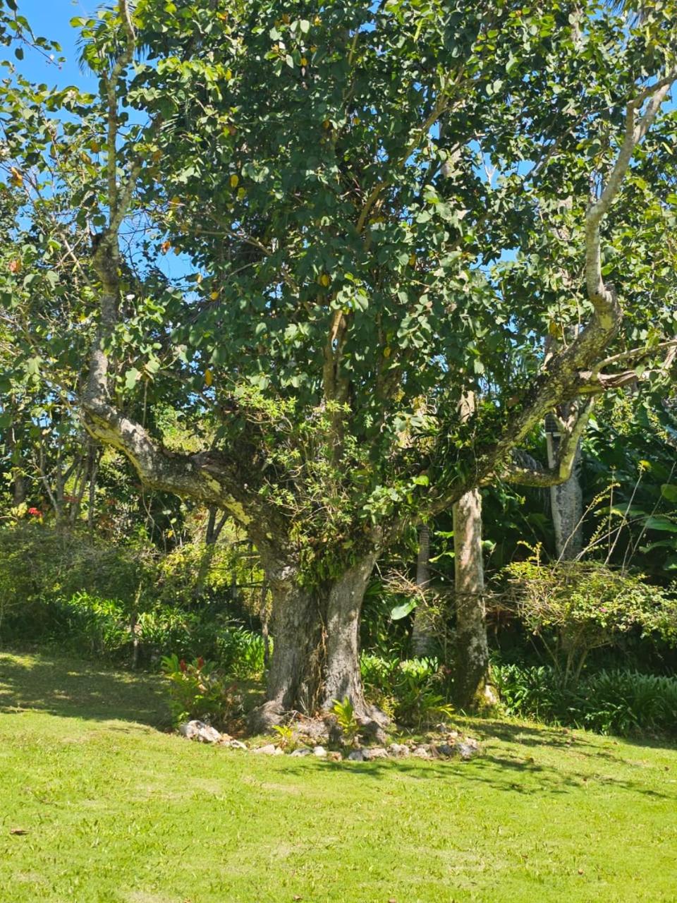 Dalkeith Greathouse