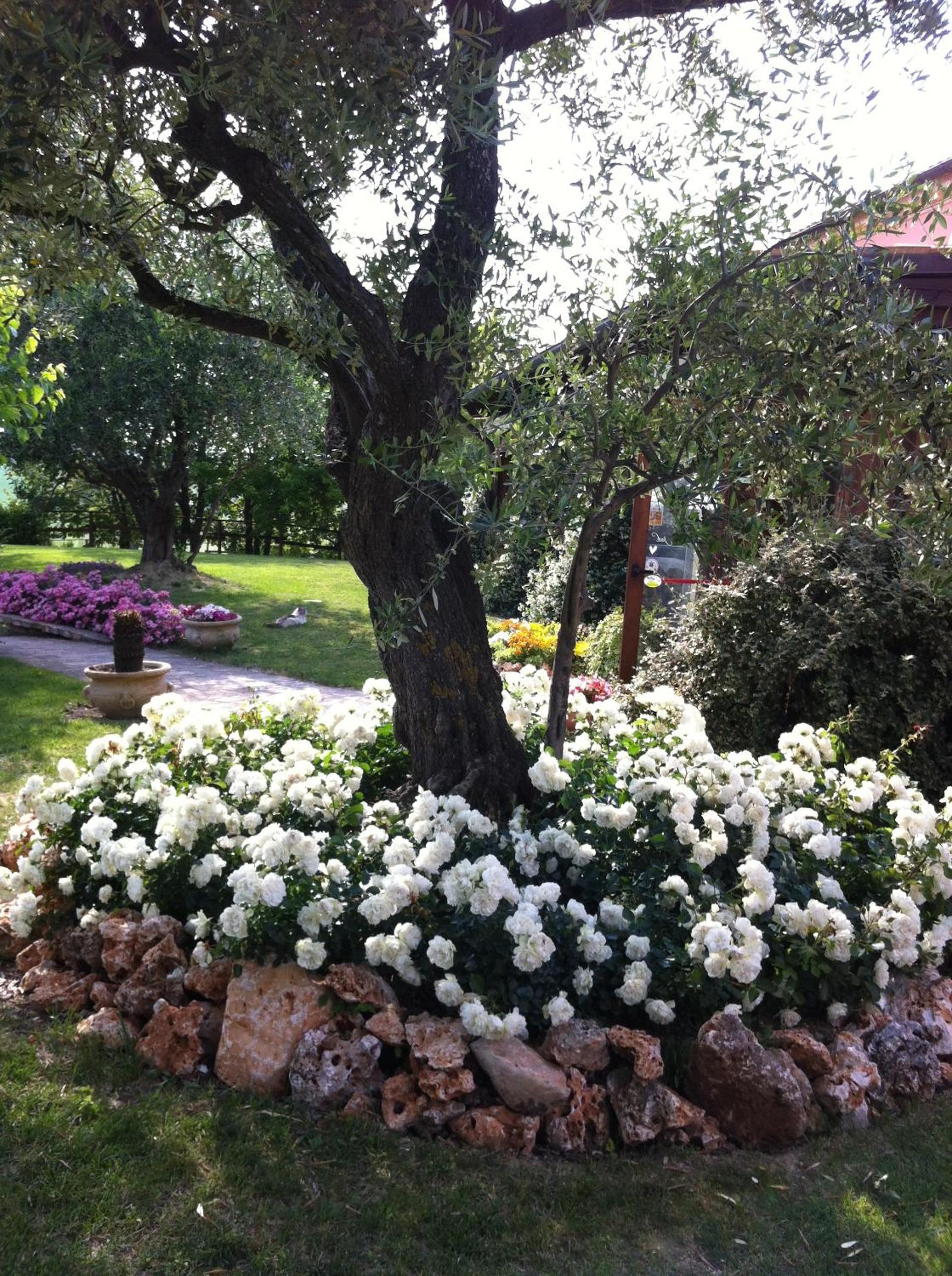 Agri Divin Amore view 3