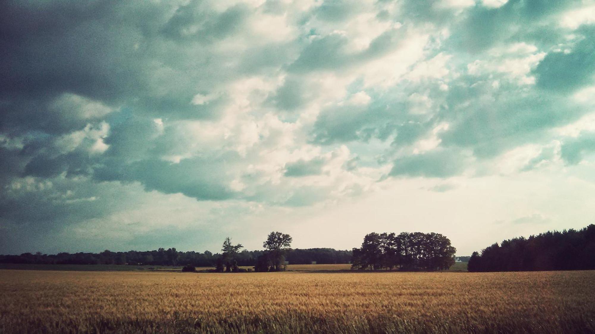 The Farm