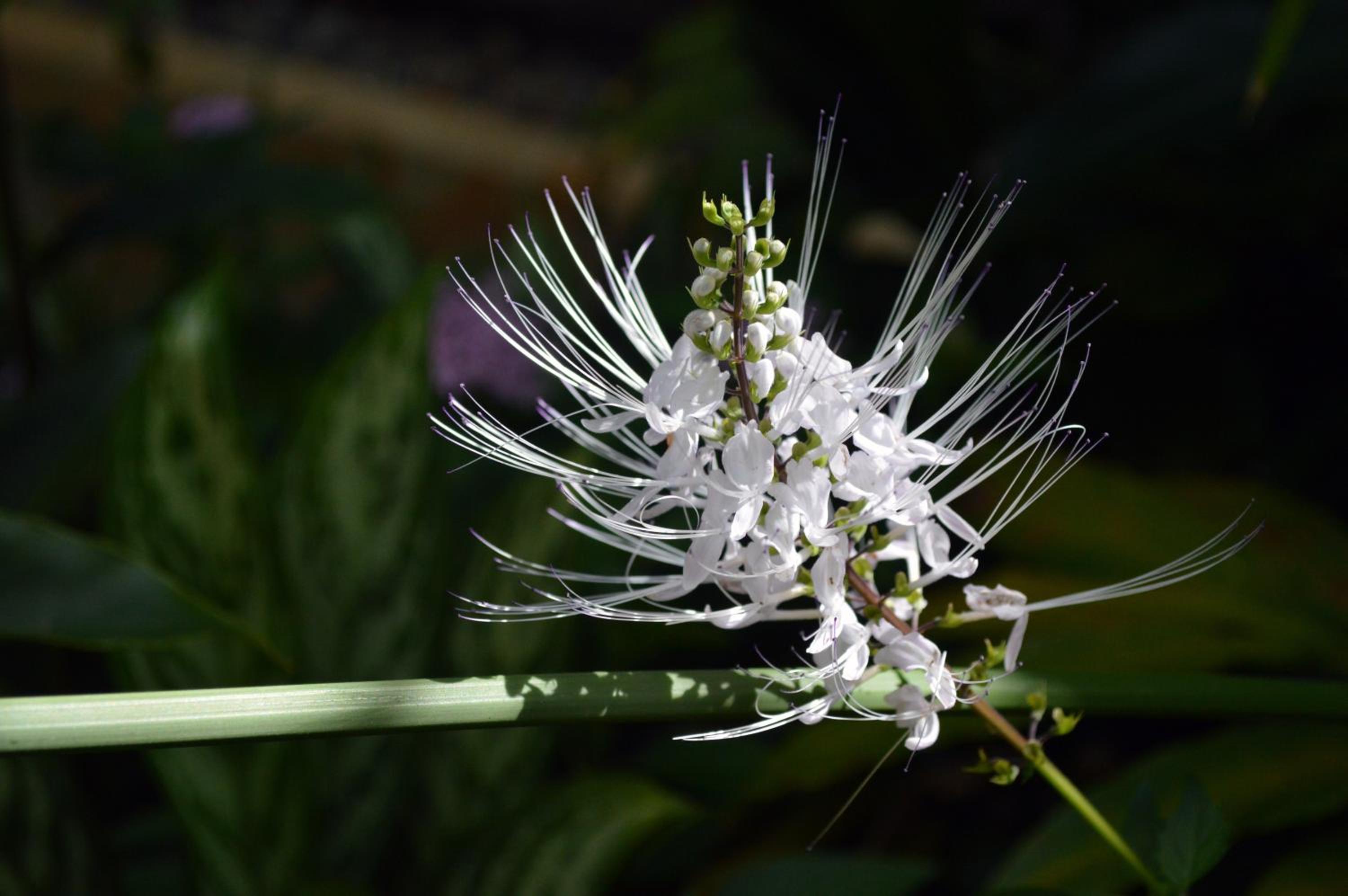 Jamaica Vacations - Sunset at the Palms Resort - Adults Only - All Inclusive - Property Image 29