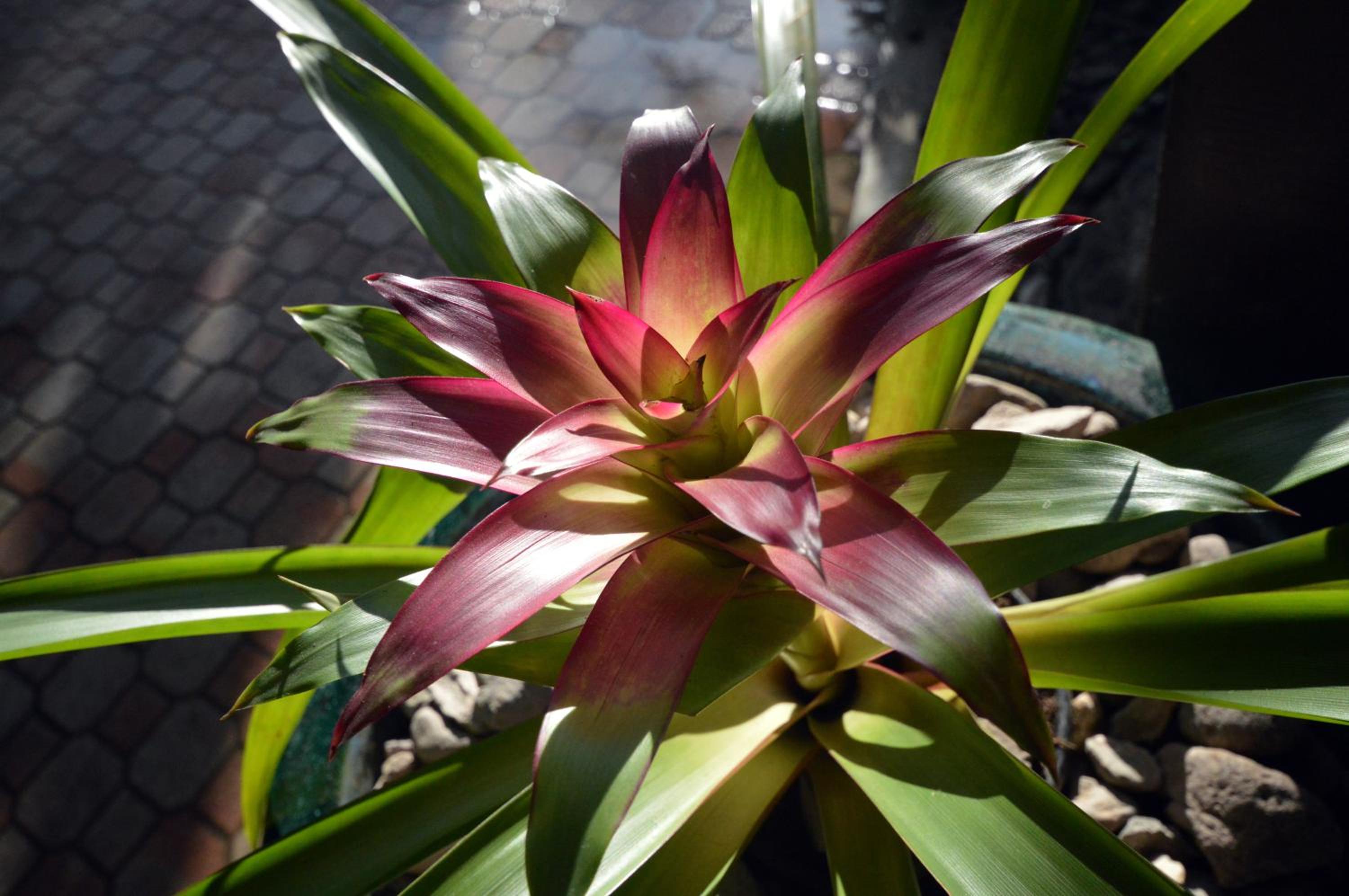 Jamaica Vacations - Sunset at the Palms Resort - Adults Only - All Inclusive - Property Image 43