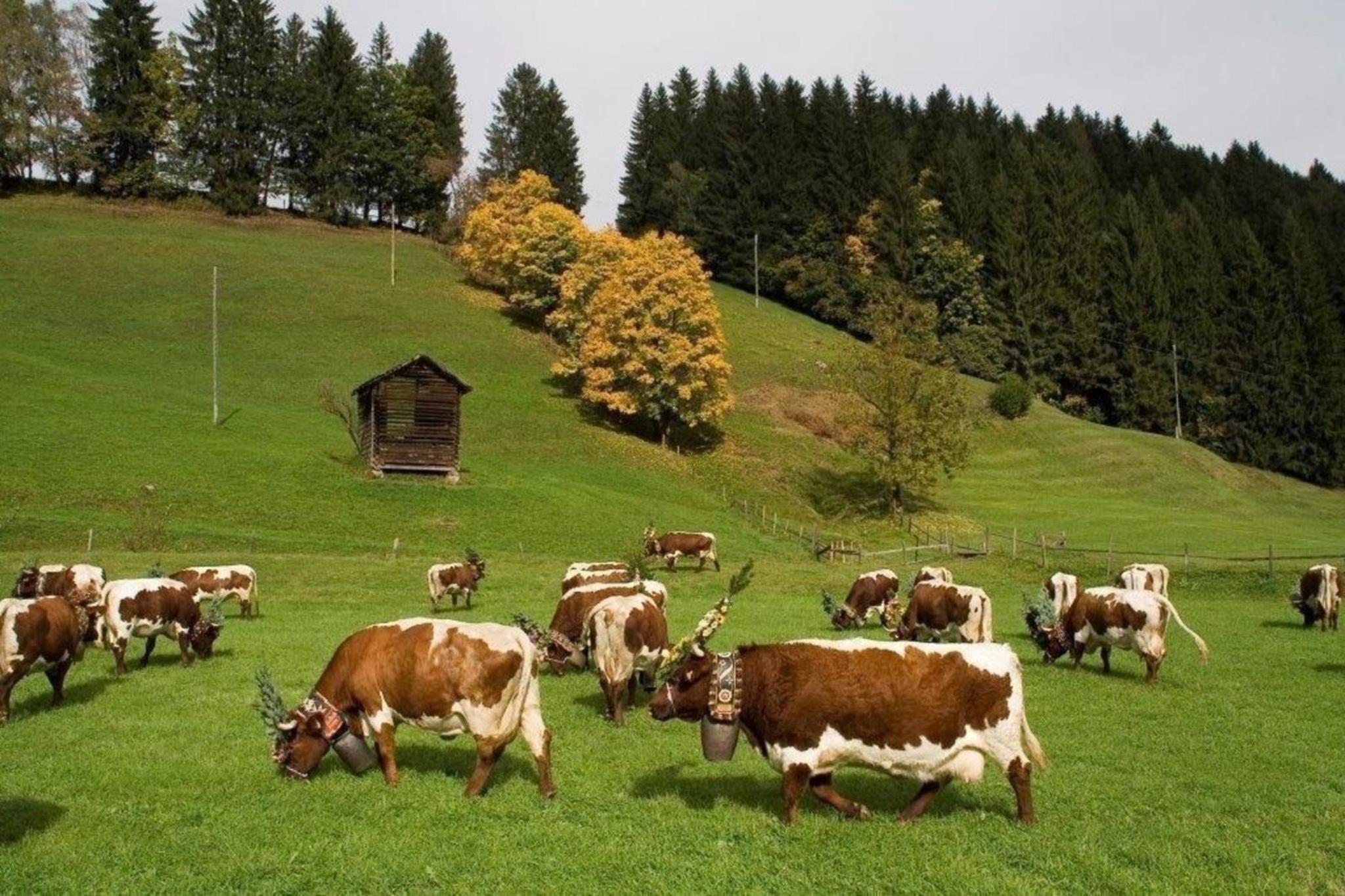 Wohnung Pihapperblick in Hollersbach im Pinzgau