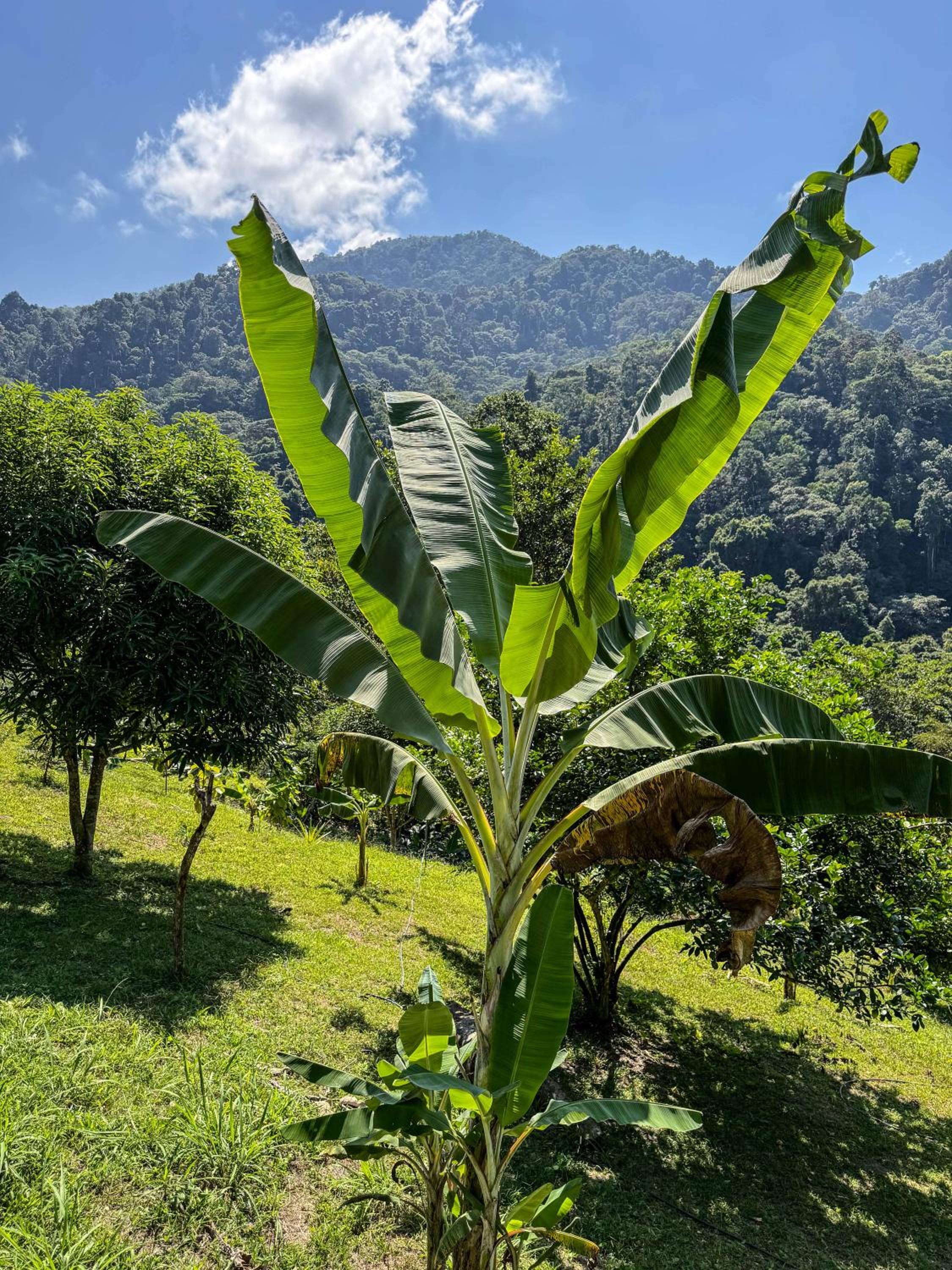 Cabaña Guasale (Toucan)