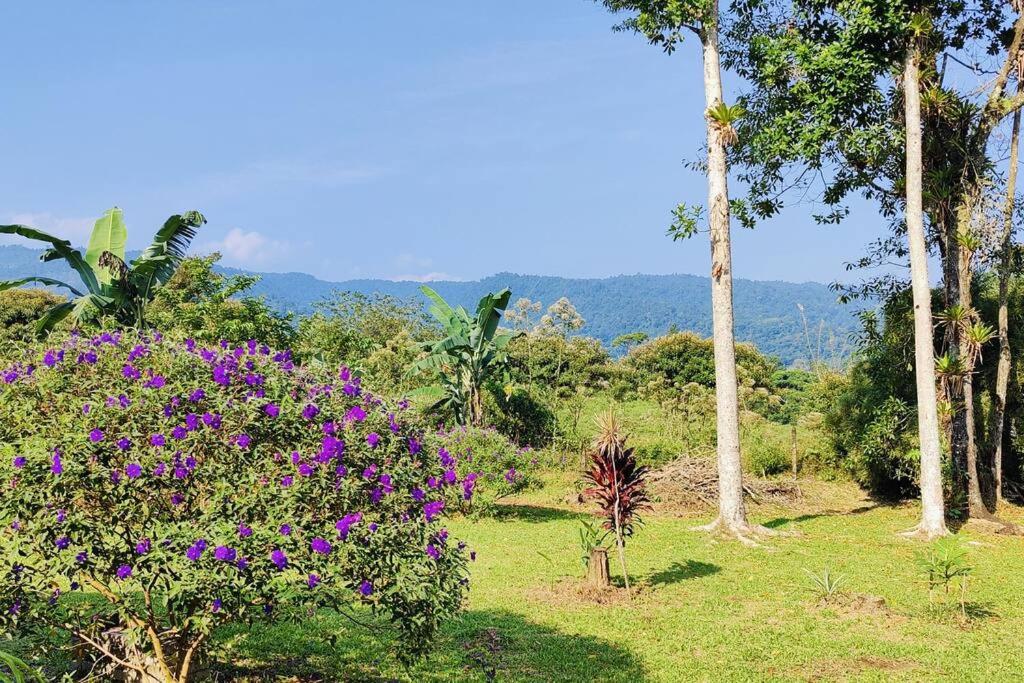 Casa Arthémis - Rainforest Lodge