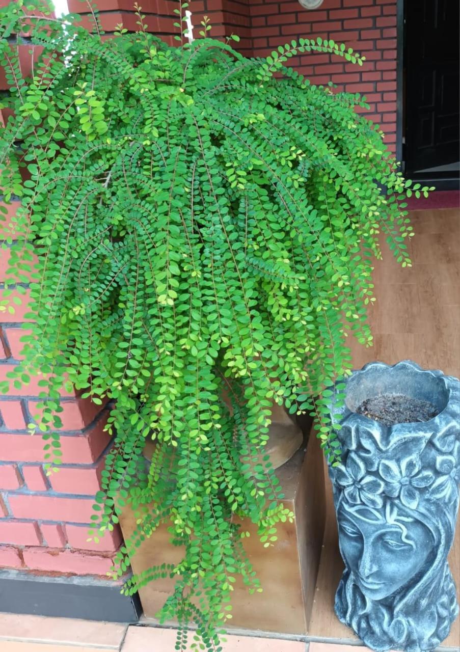 Chana Bungalow view 2
