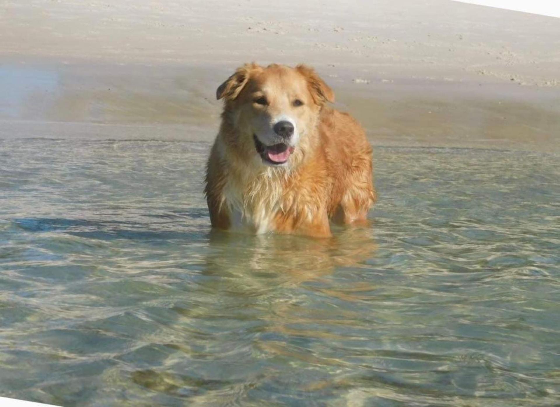 Baggies On Dutchies, 9 Burbong Street - Large pet friendly house with spectacular waterviews, Wi-Fi and air con