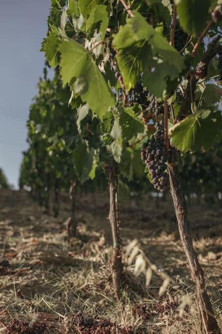 Wine Resort Campacci