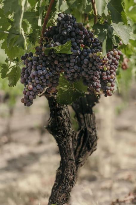 Wine Resort Campacci