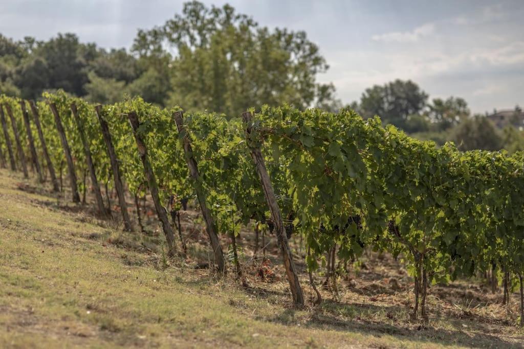 Wine Resort Campacci