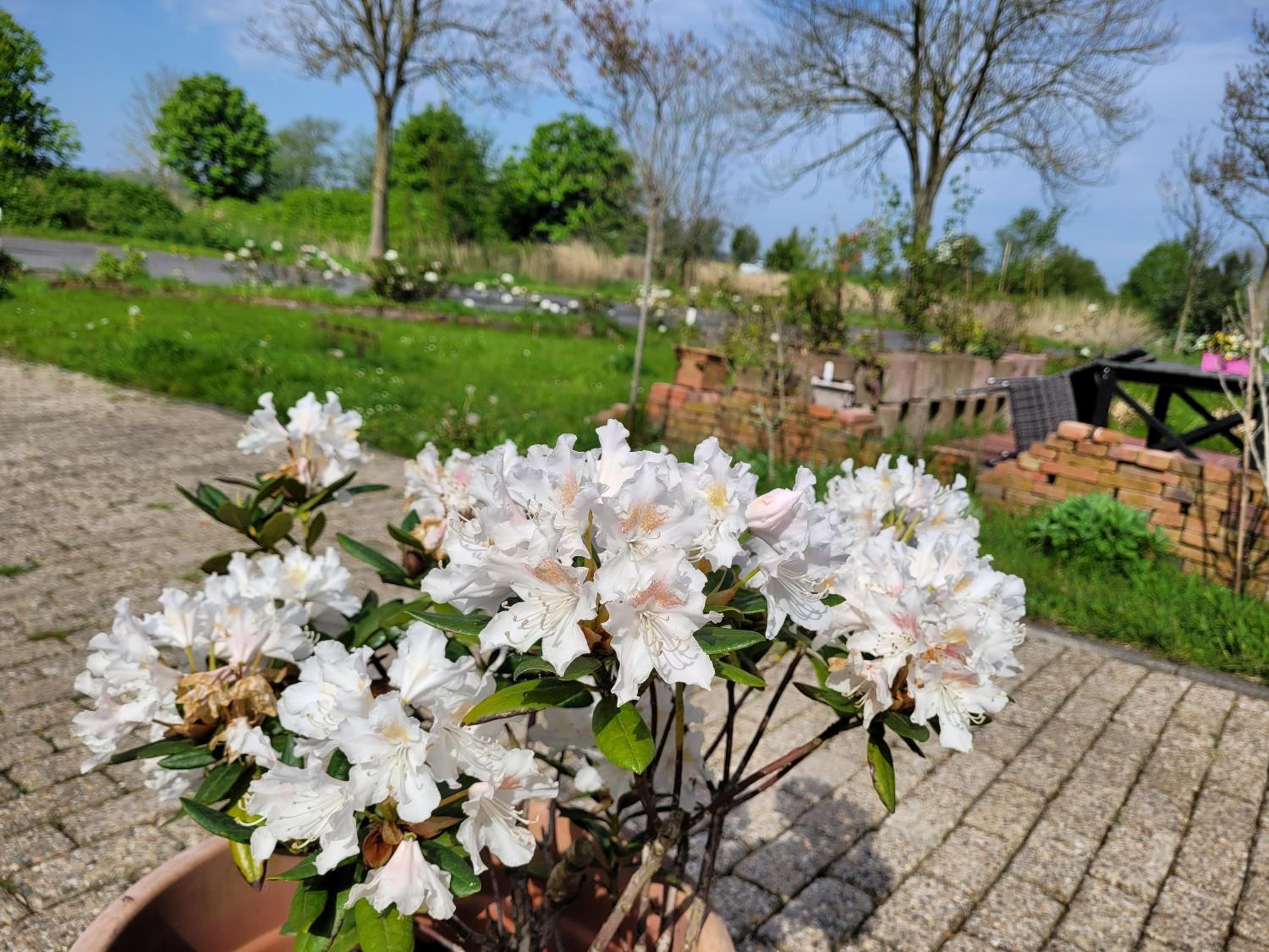 Gulfhof Anelis