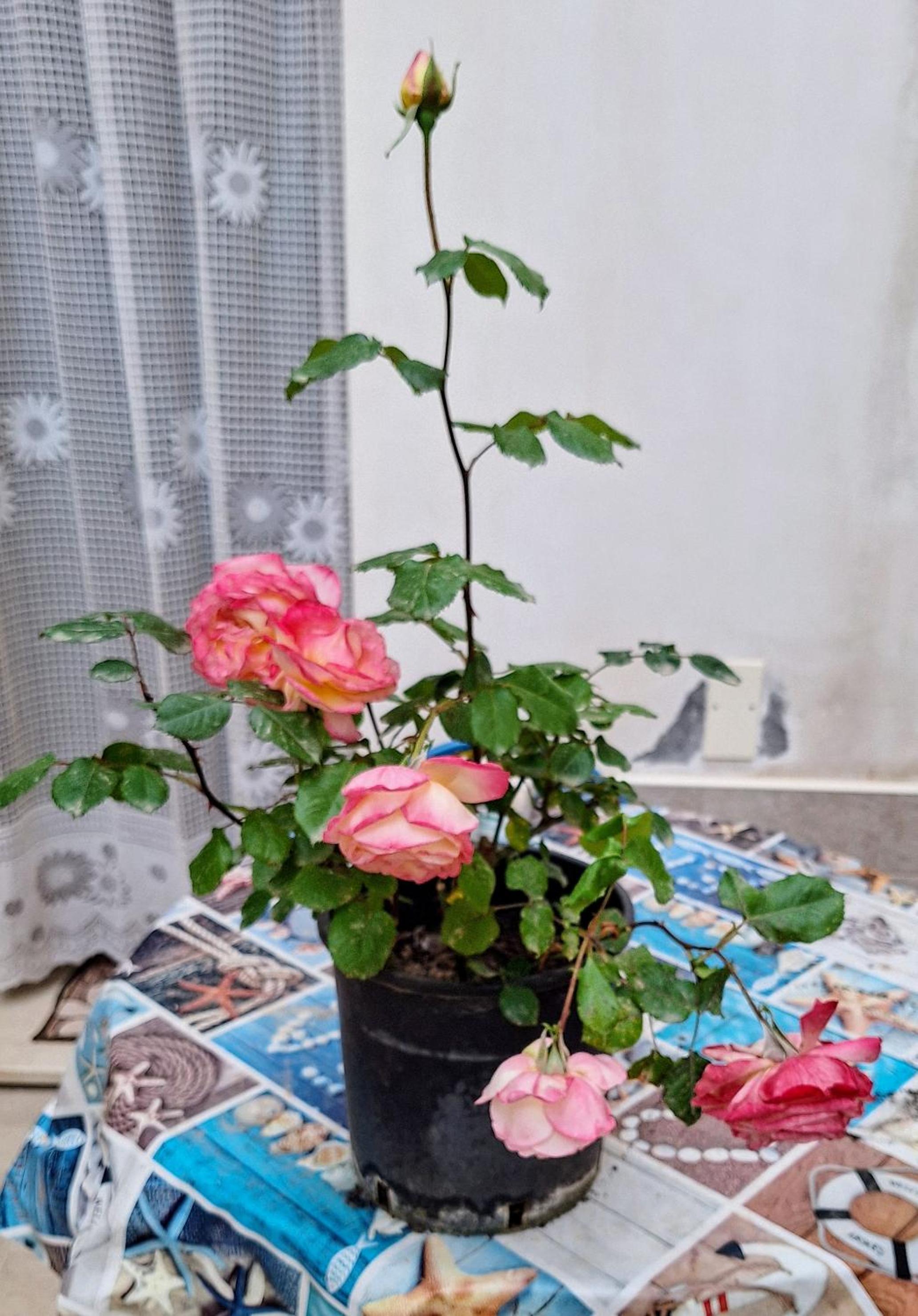 Photo 22