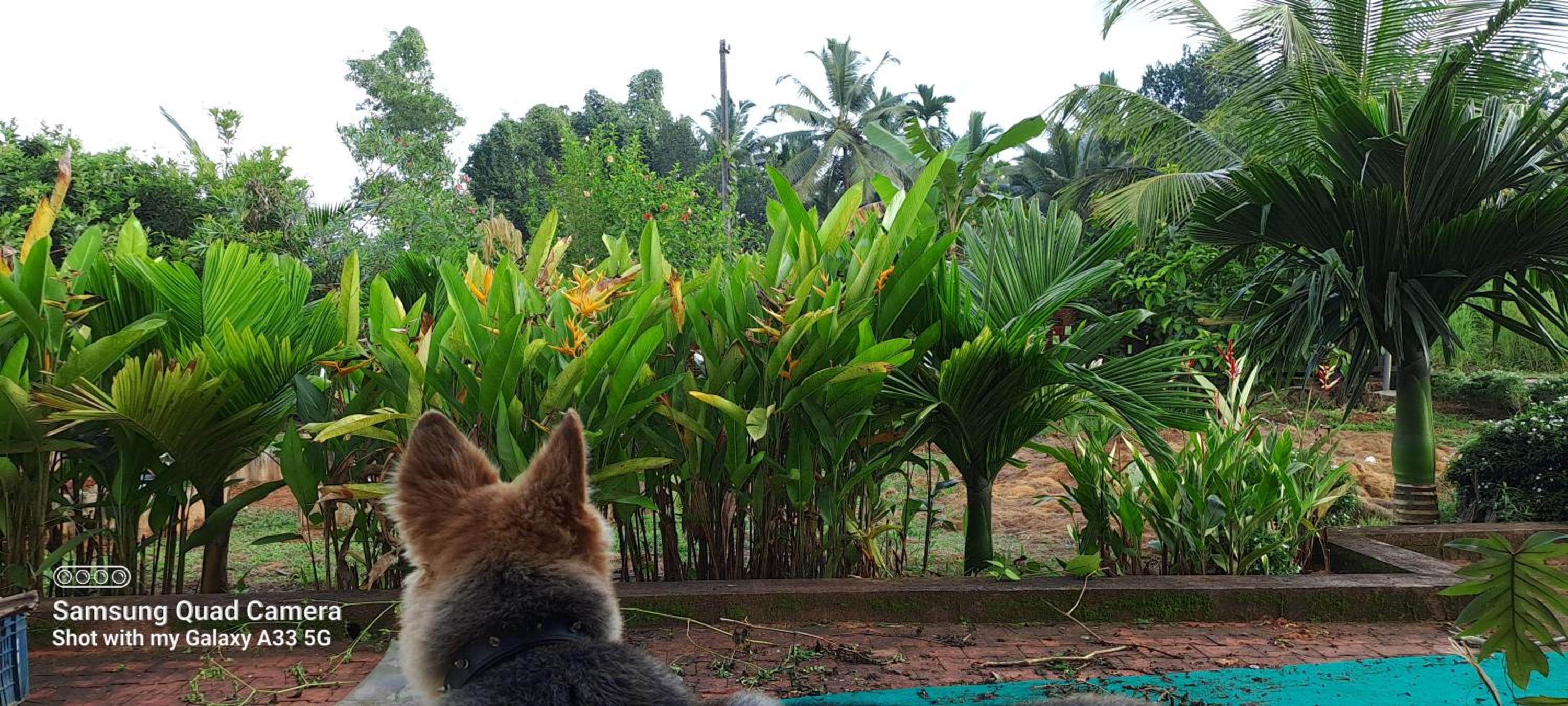 Shree Homestay view 2