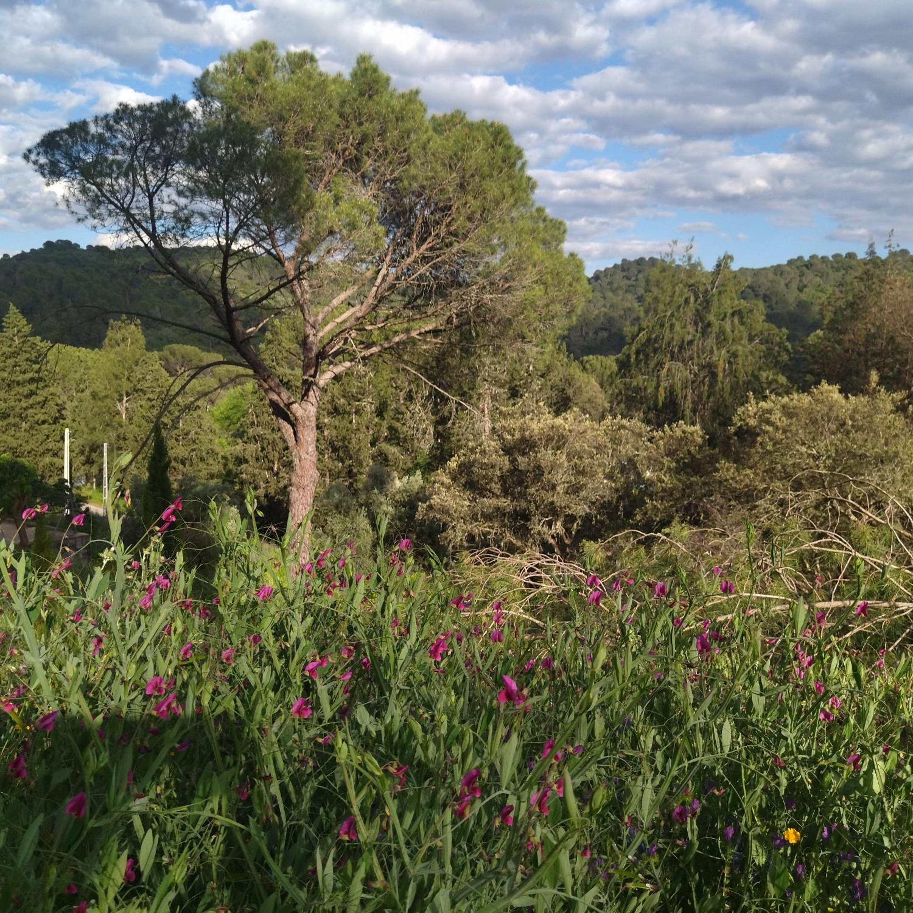 Bonita casa blanca en el bosque. view 4