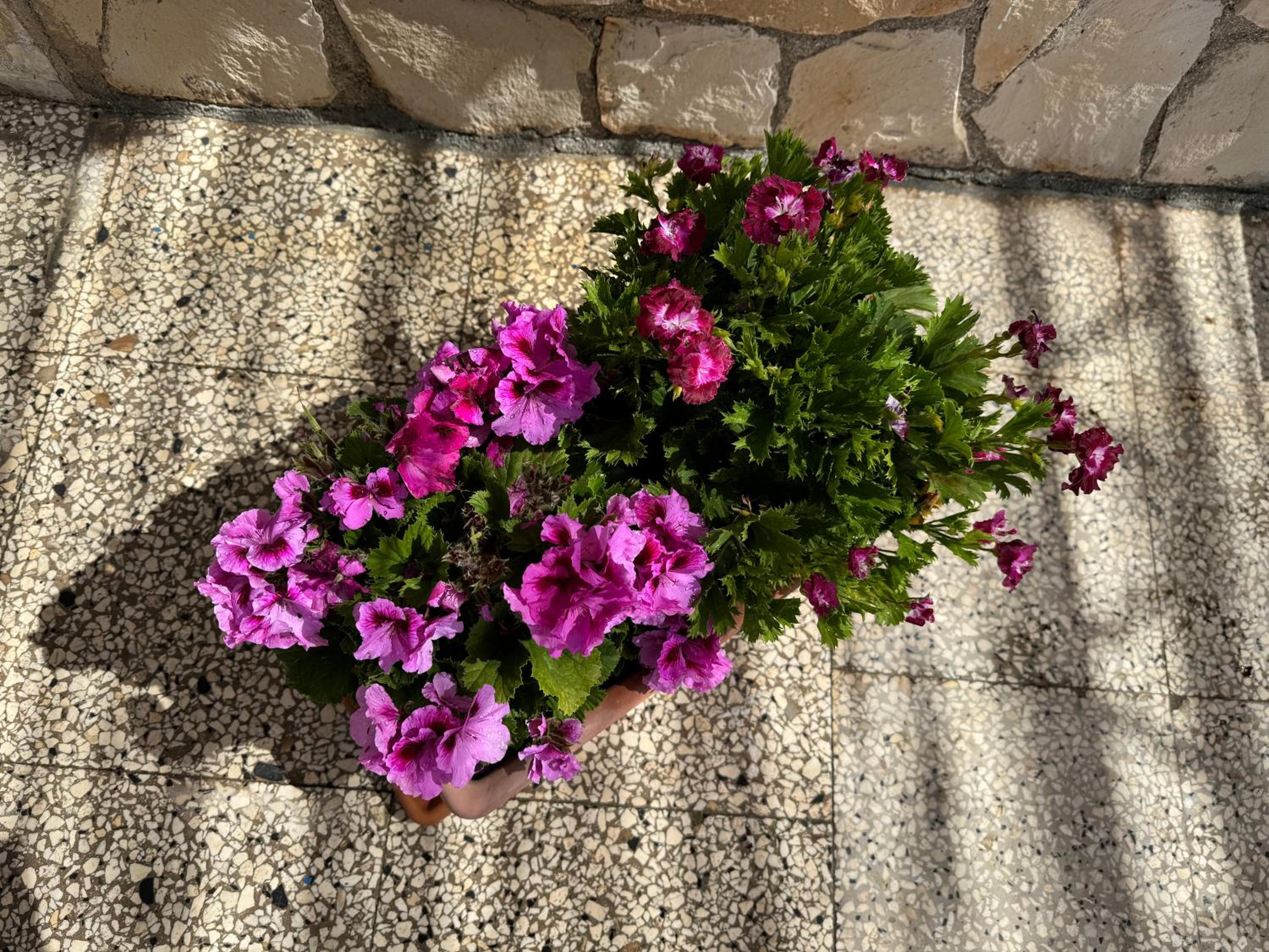Photo 22