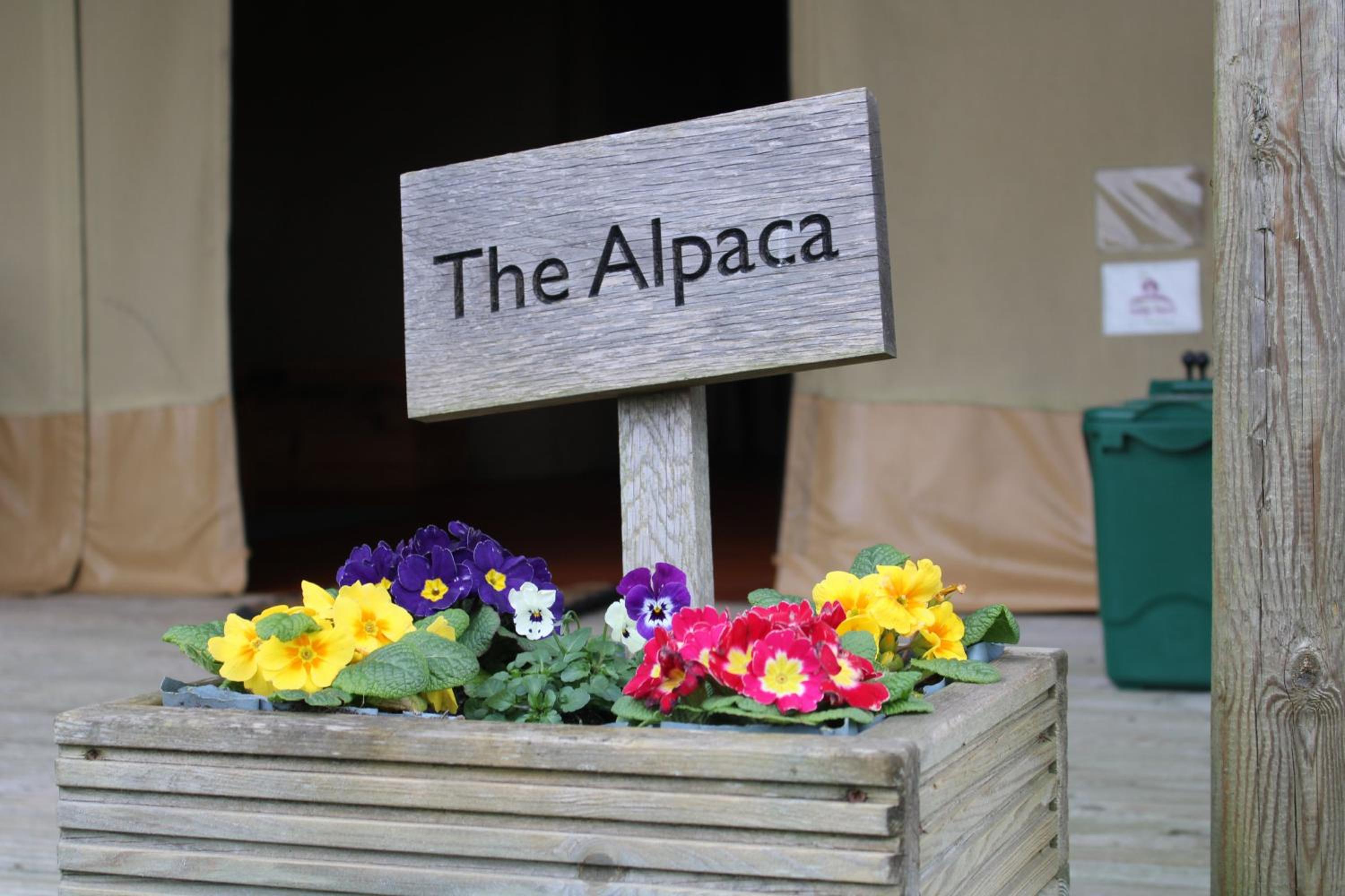 The Alpaca