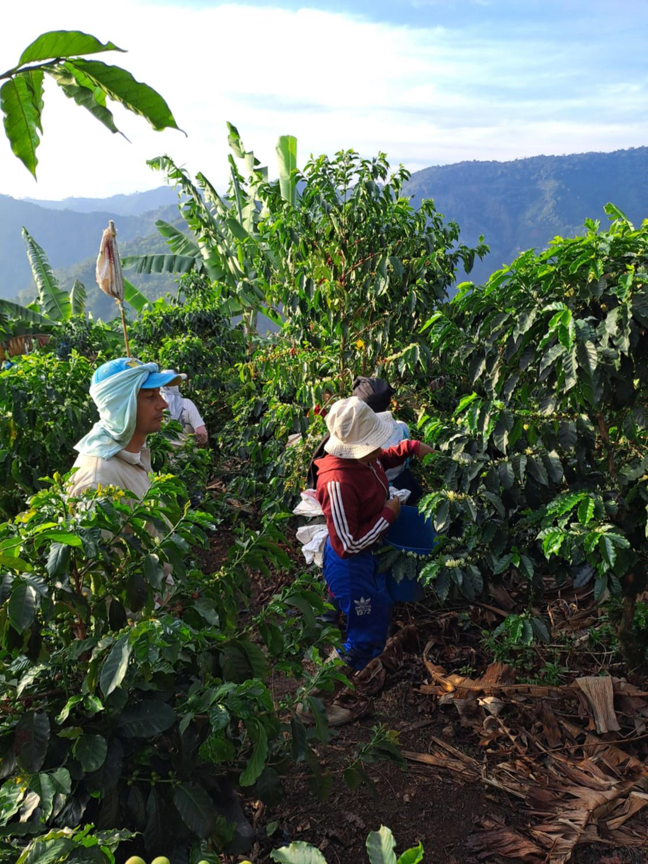 Finca La Manchuria, photo 15