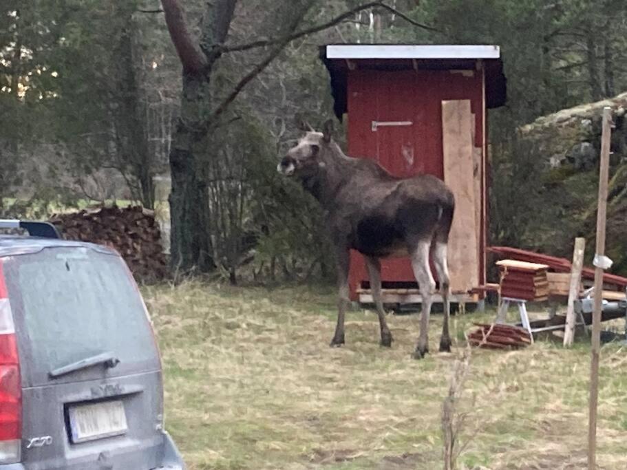 Dunderfriggan på Möja