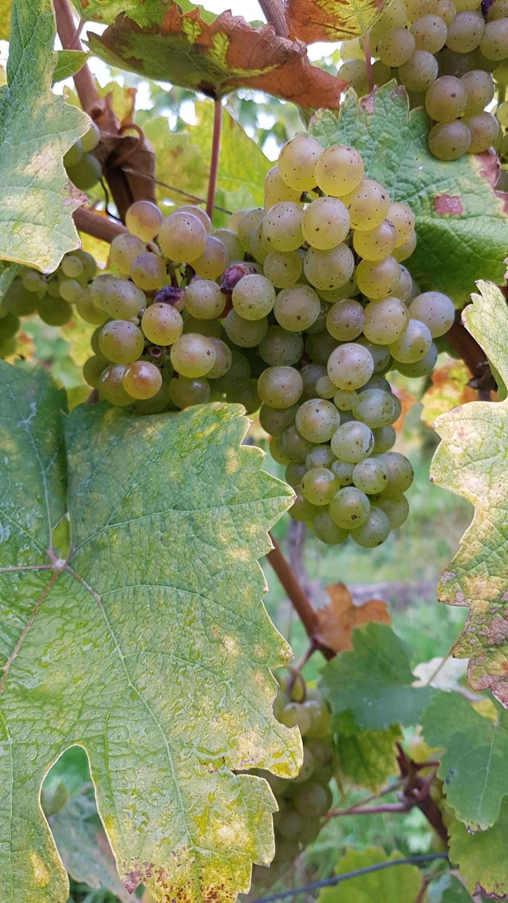 Ferien mit Wein