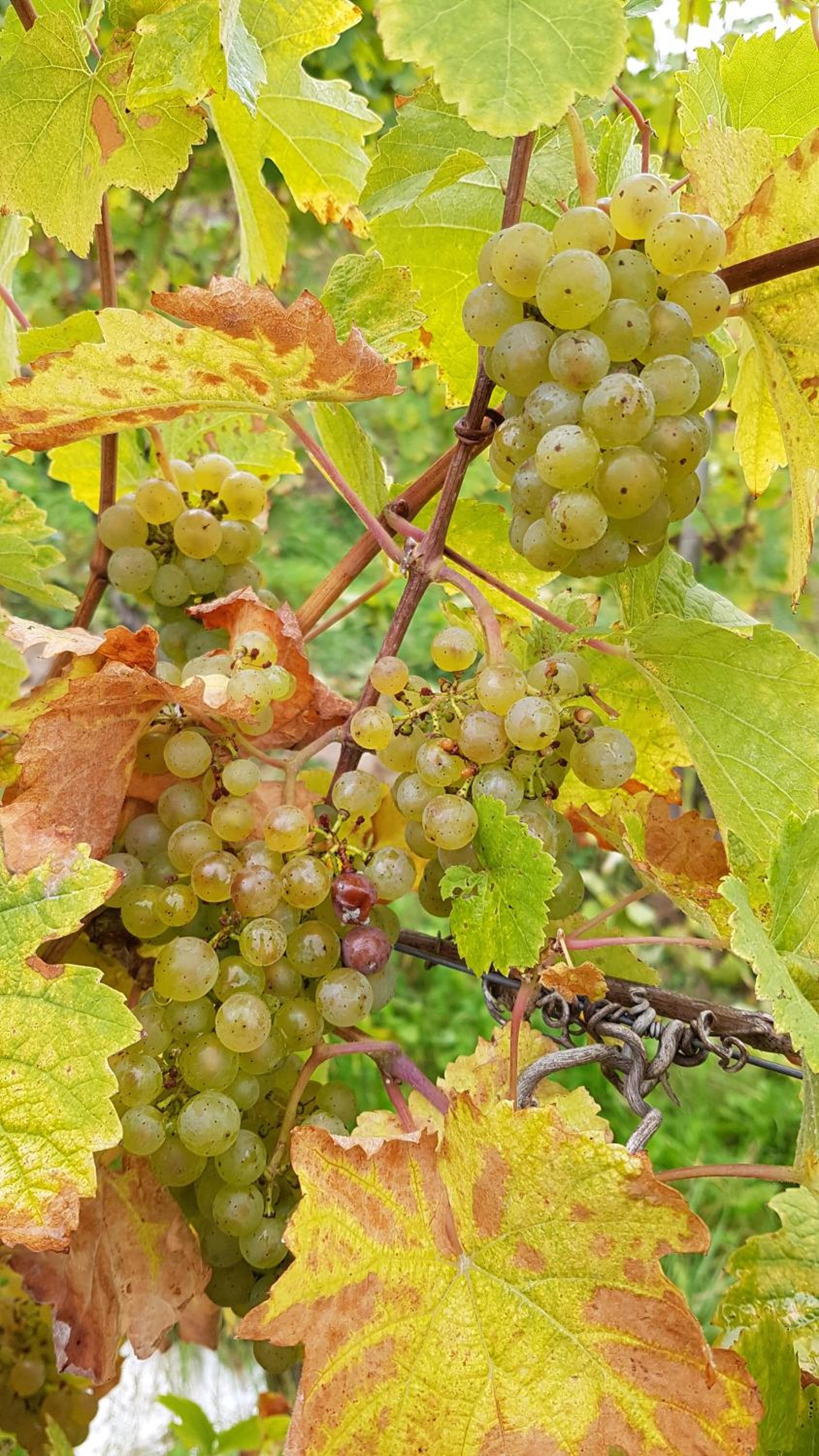 Ferien mit Wein