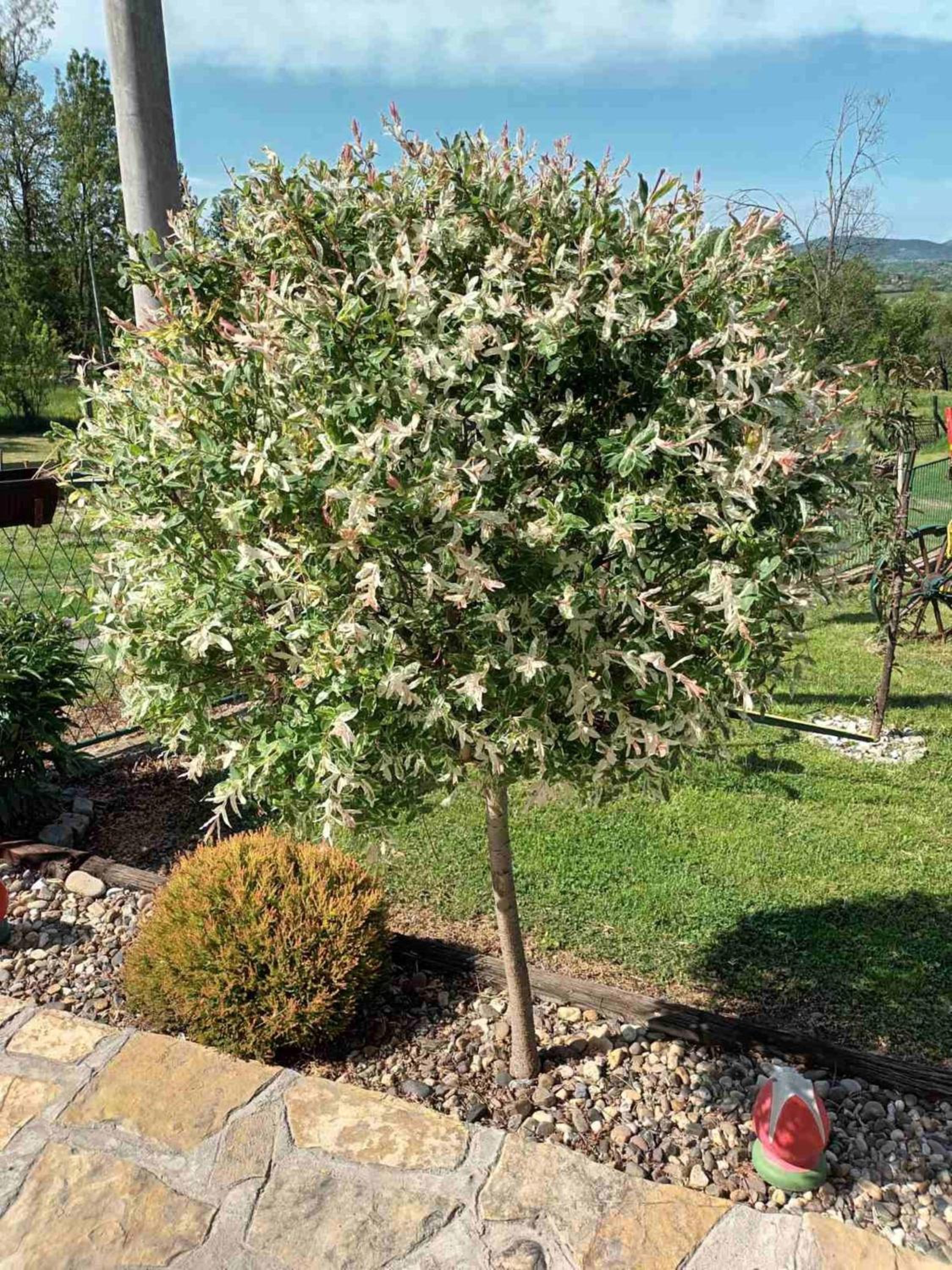 Photo 44