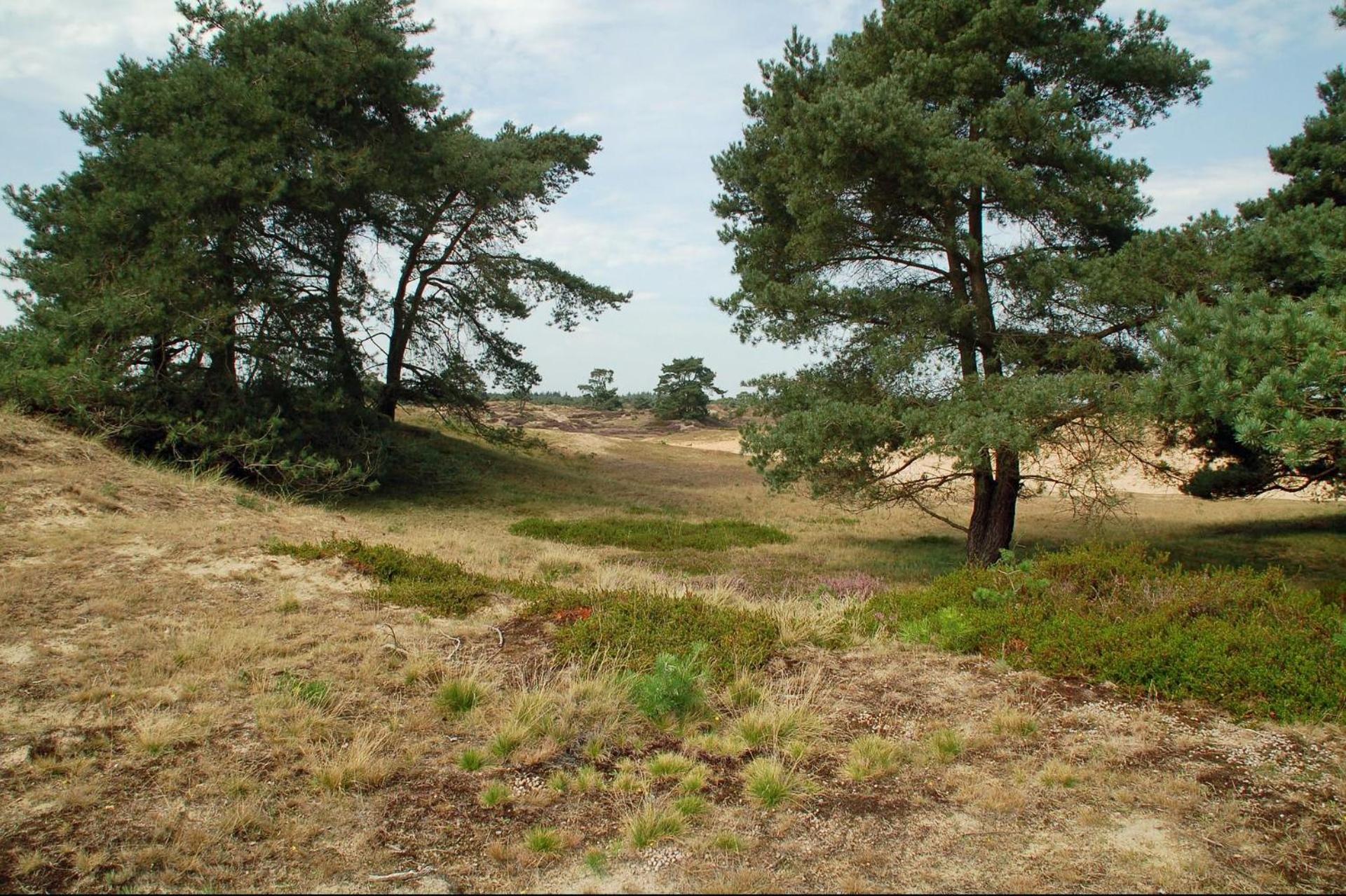 't Boshuisje 'Drenthe' 'Friesland' view 2