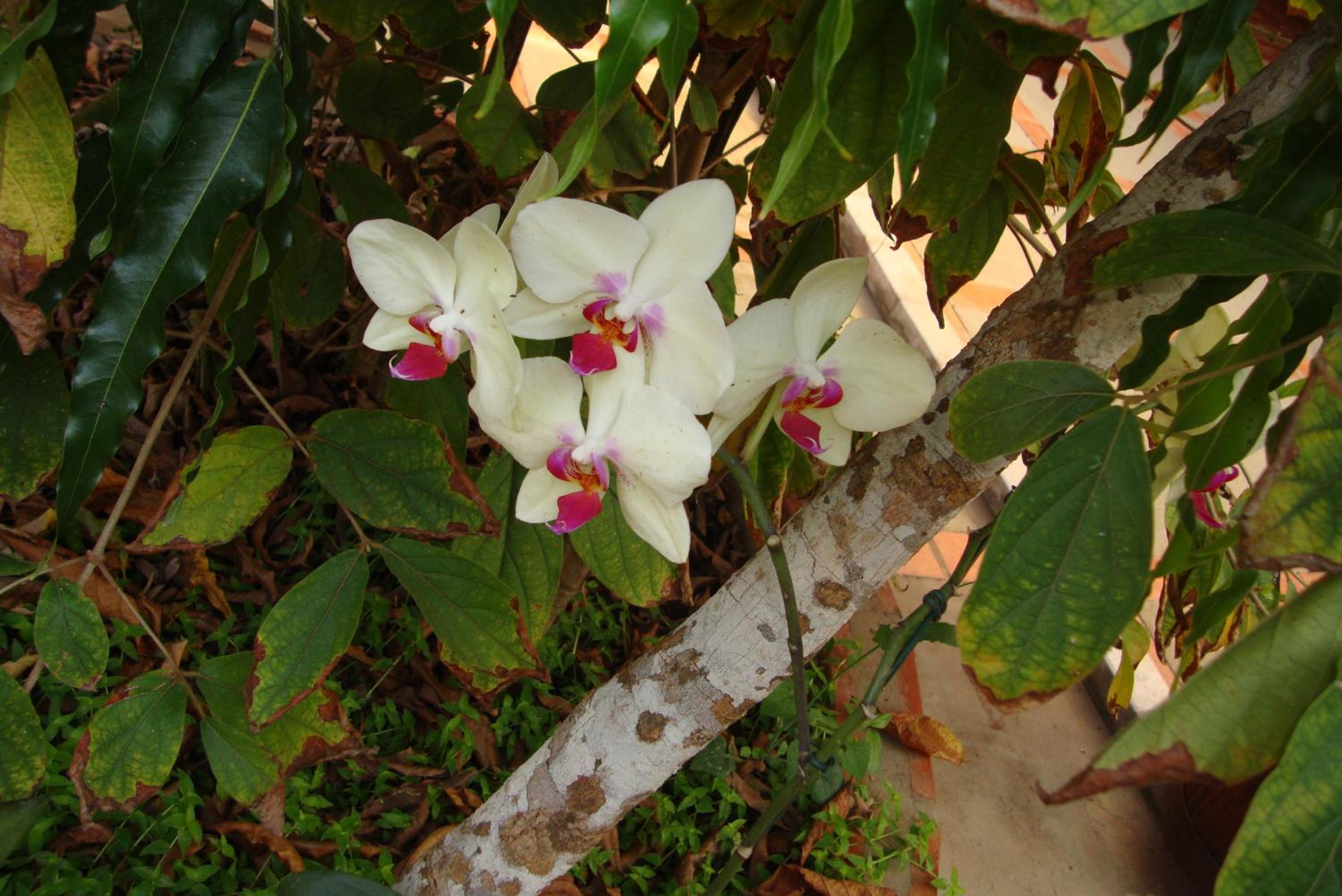 Pousada Diamante