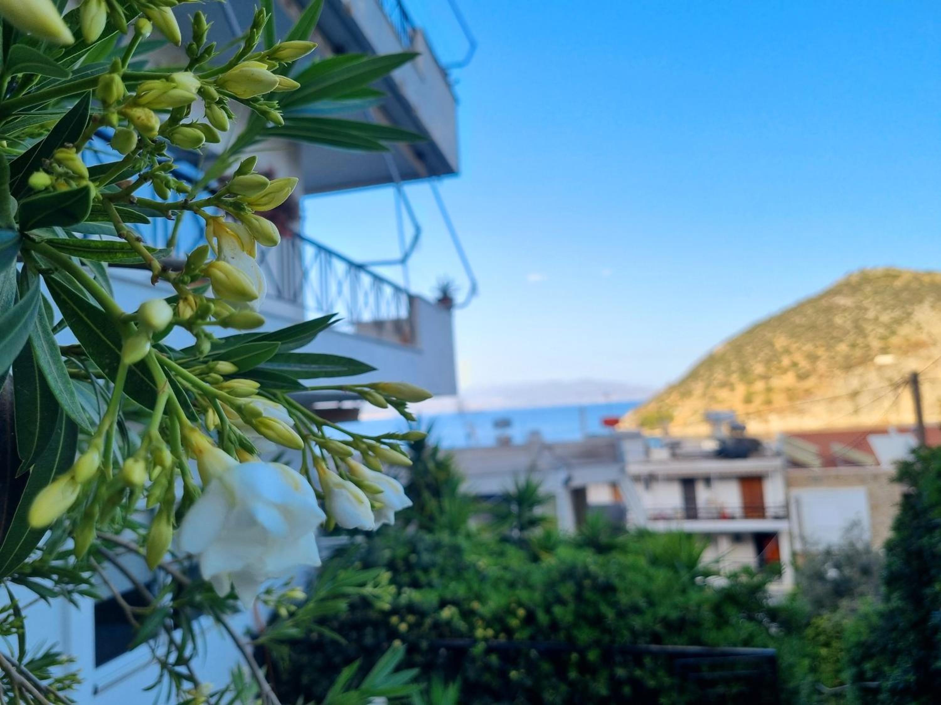 Tolo at sea - Nova photo 4