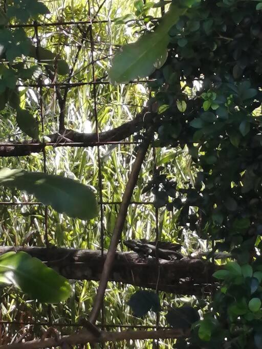 Rainforest Cabin in Escazu