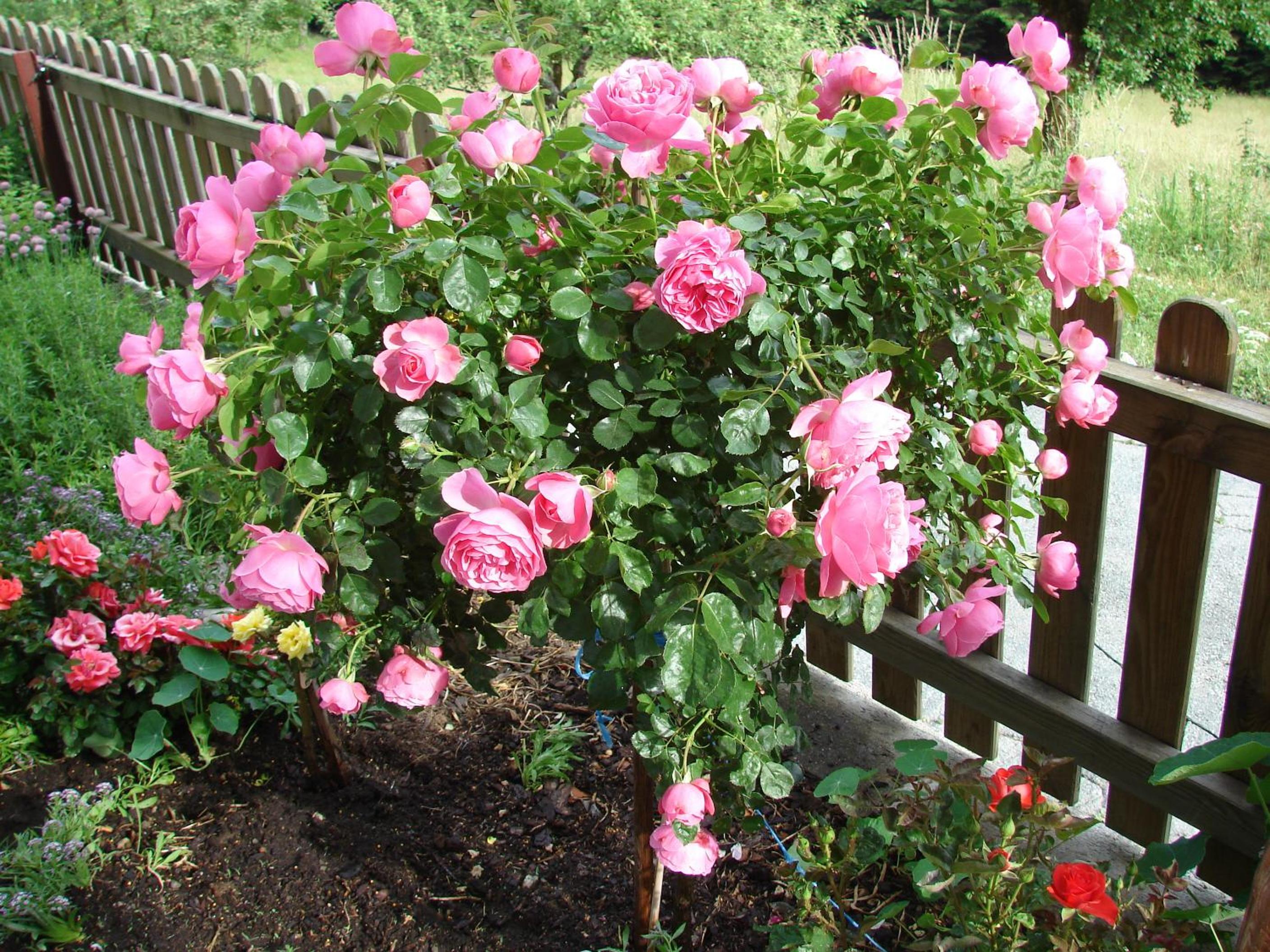 Photo 14