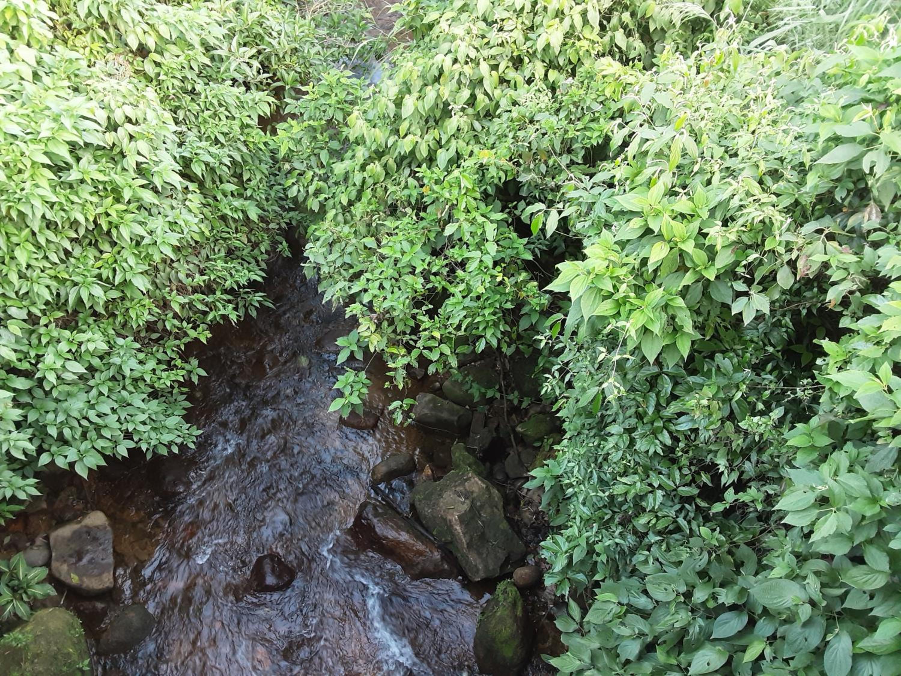 Casa de Praia Massaguaçu! Ao meio Áreas Arborizadas