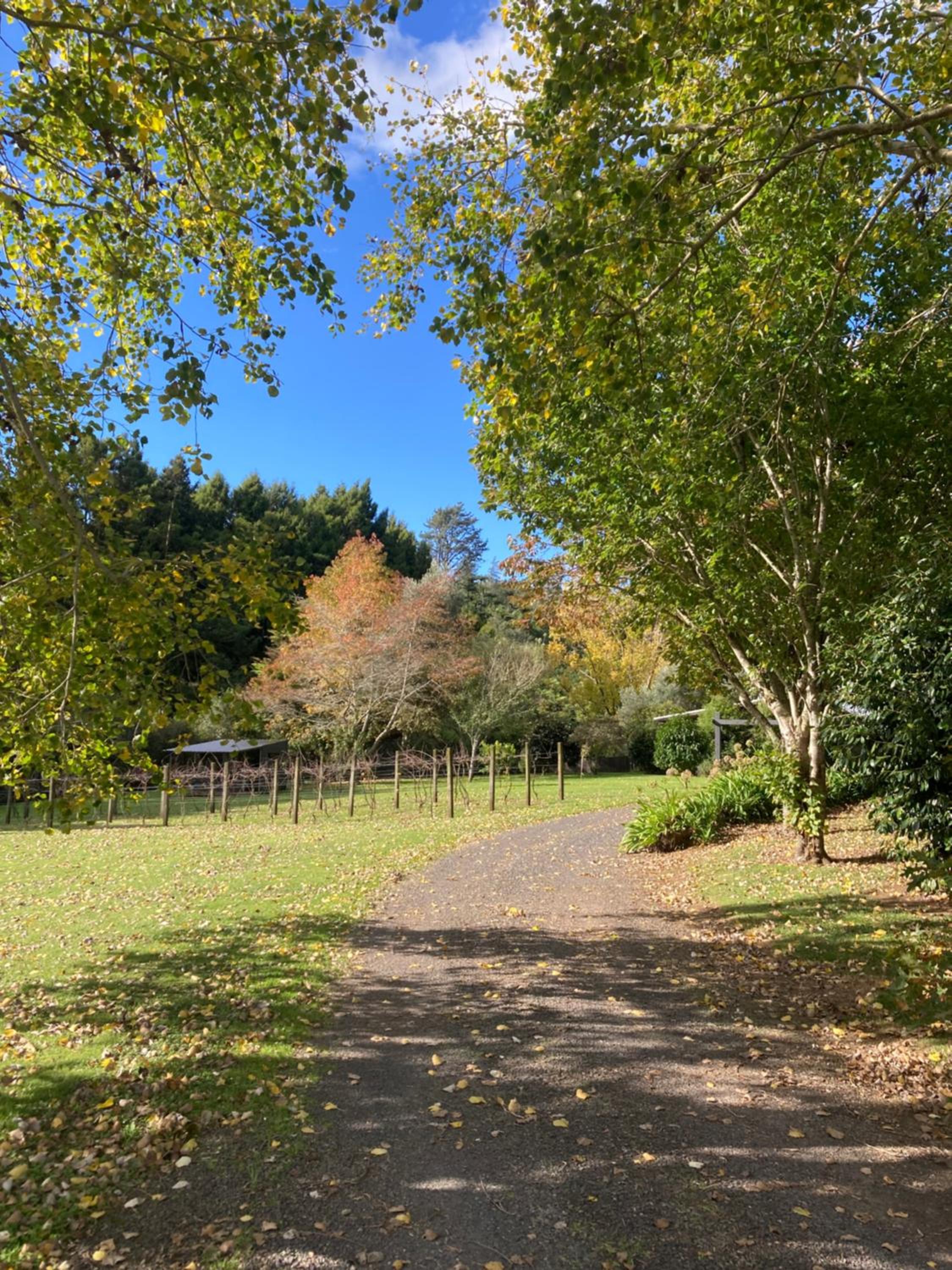 Wood Pigeon Cottage Pet Friendly Free Breakfast Hauraki Rail Trail 2kms