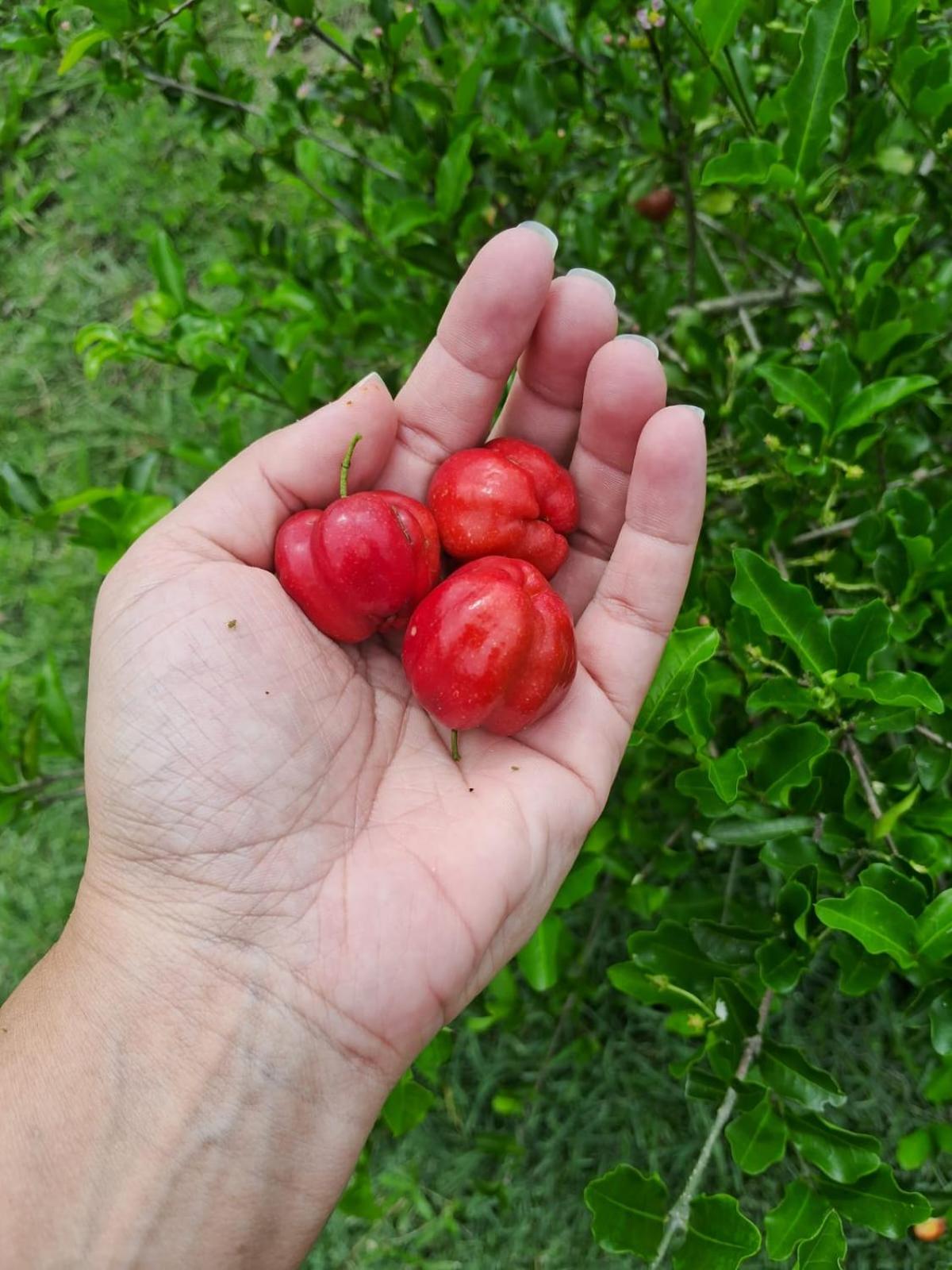 POUSADA PE NA TERRA EM GUARAREMA