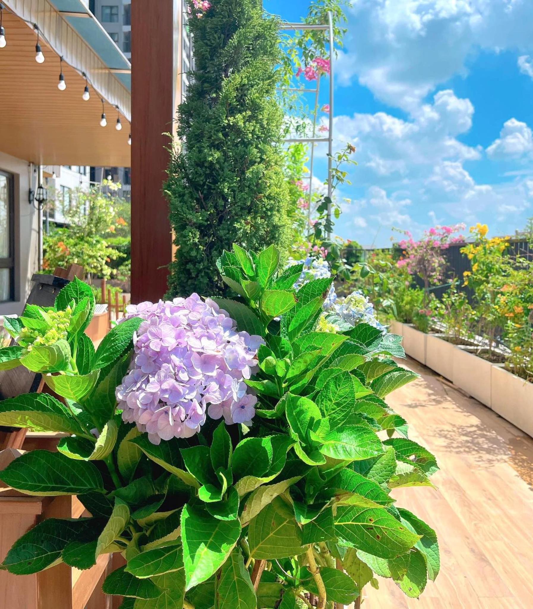 peaceful garden