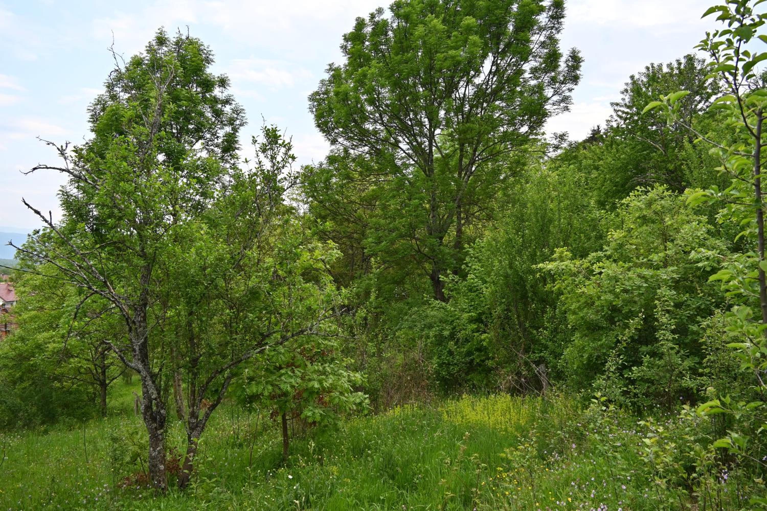 Cottage Kitka view 2