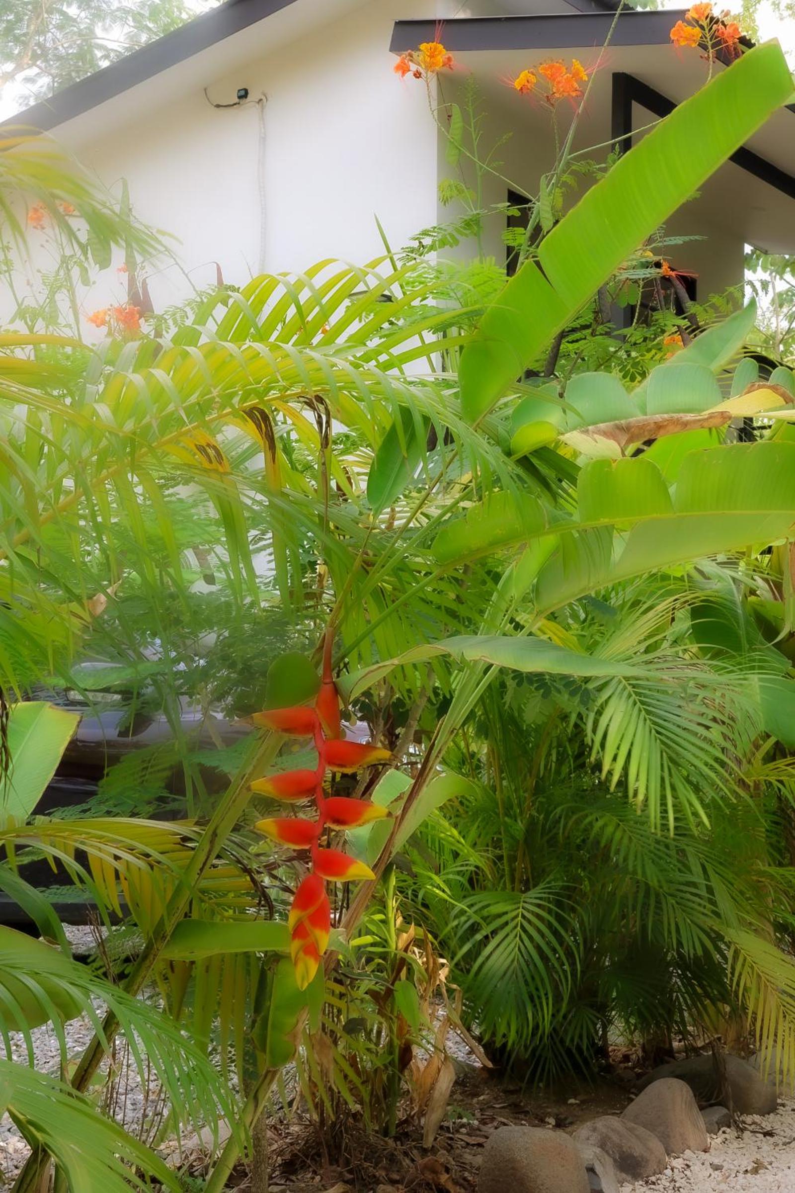 Vista Verde Surf & Studios - jungle View