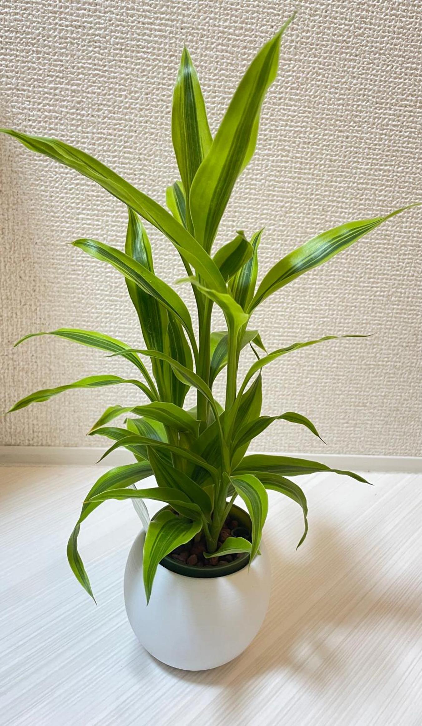 红楼house